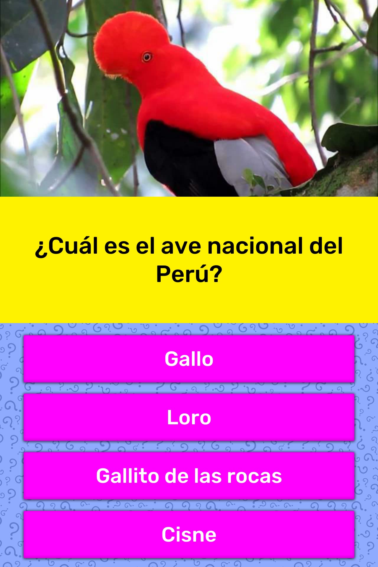 ¿Cuál es el ave nacional del Perú? La respuesta de Trivia