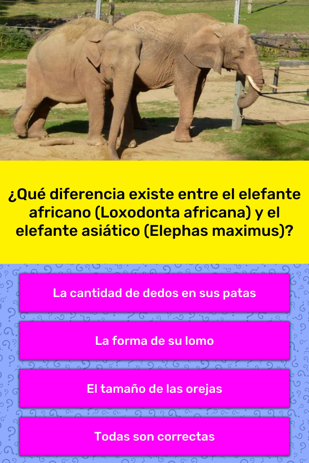 Que Diferencia Existe Entre El La Respuesta De Trivia