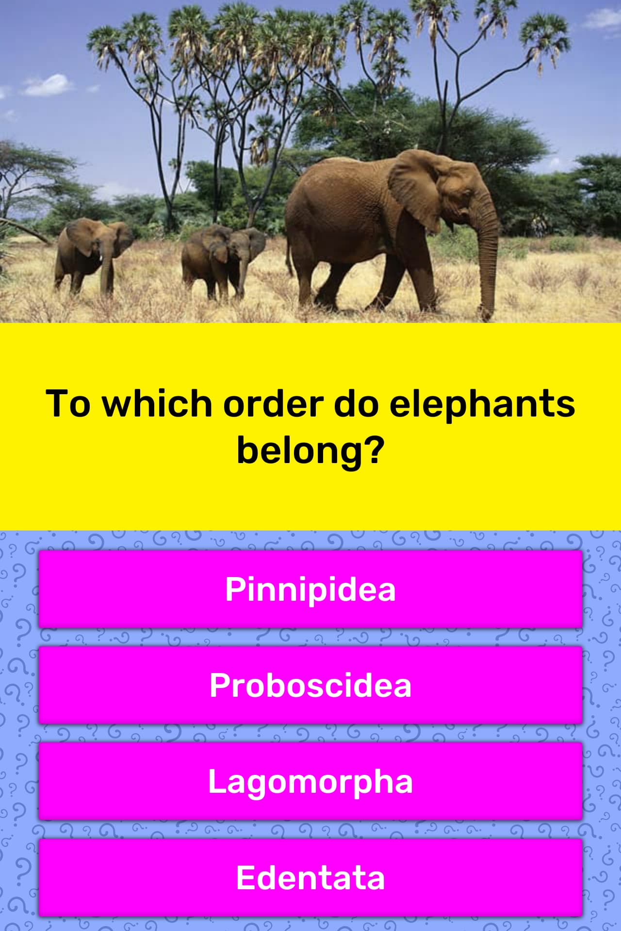 To which order do elephants belong? | Trivia Answers | QuizzClub