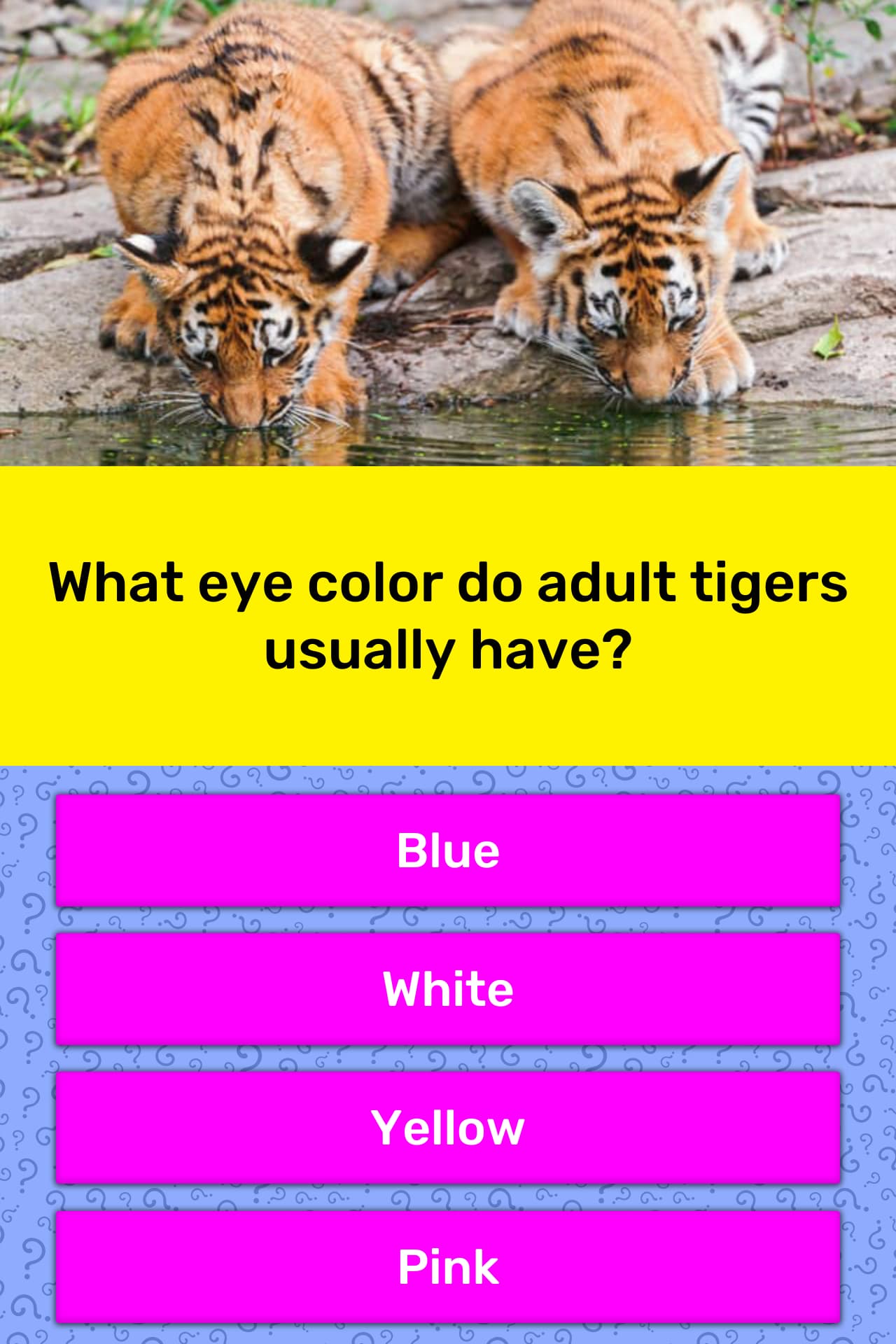 what color are tigers eyes