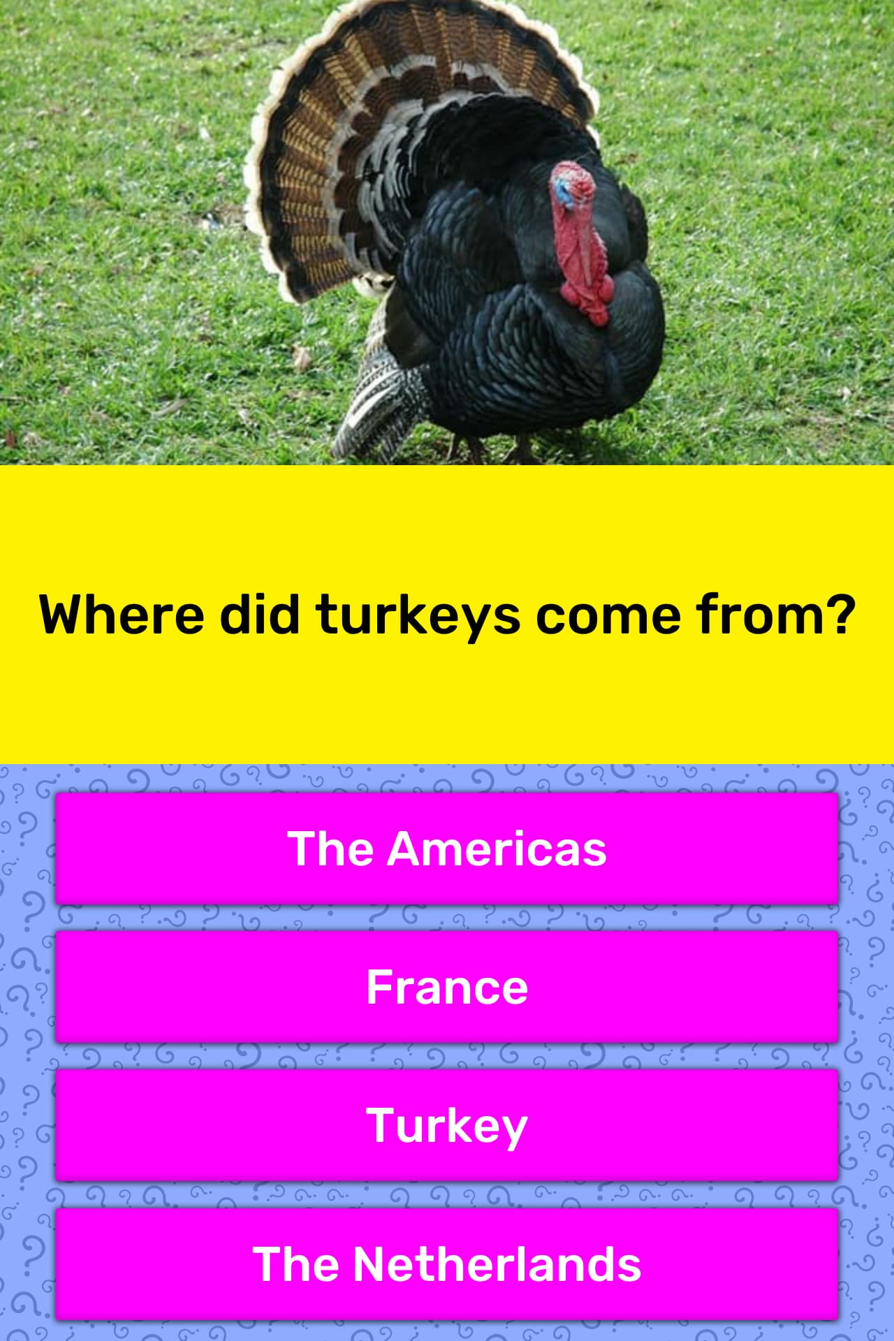 where-did-turkeys-come-from-trivia-answers-quizzclub