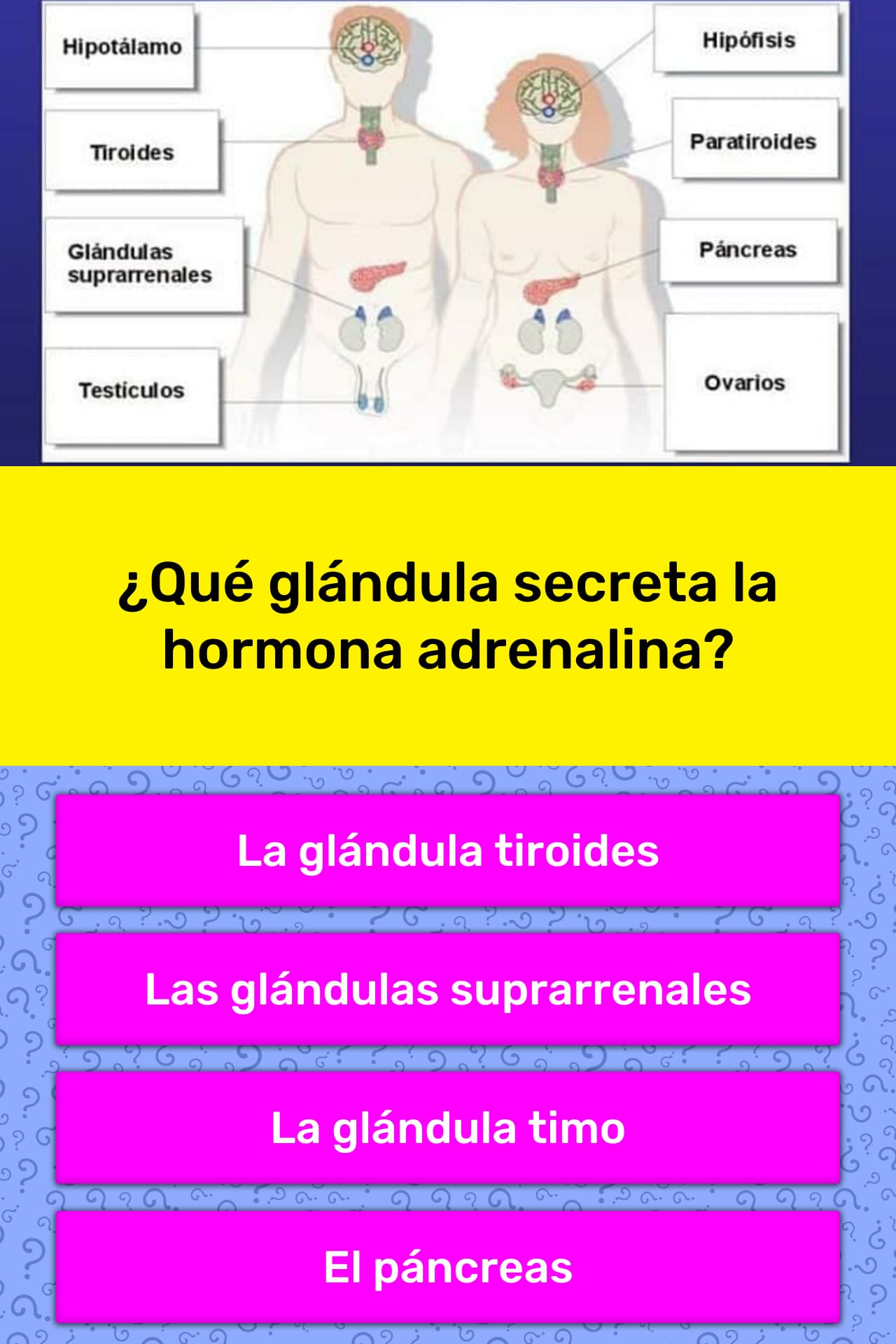 hormonas que libera glandulas suprarrenales