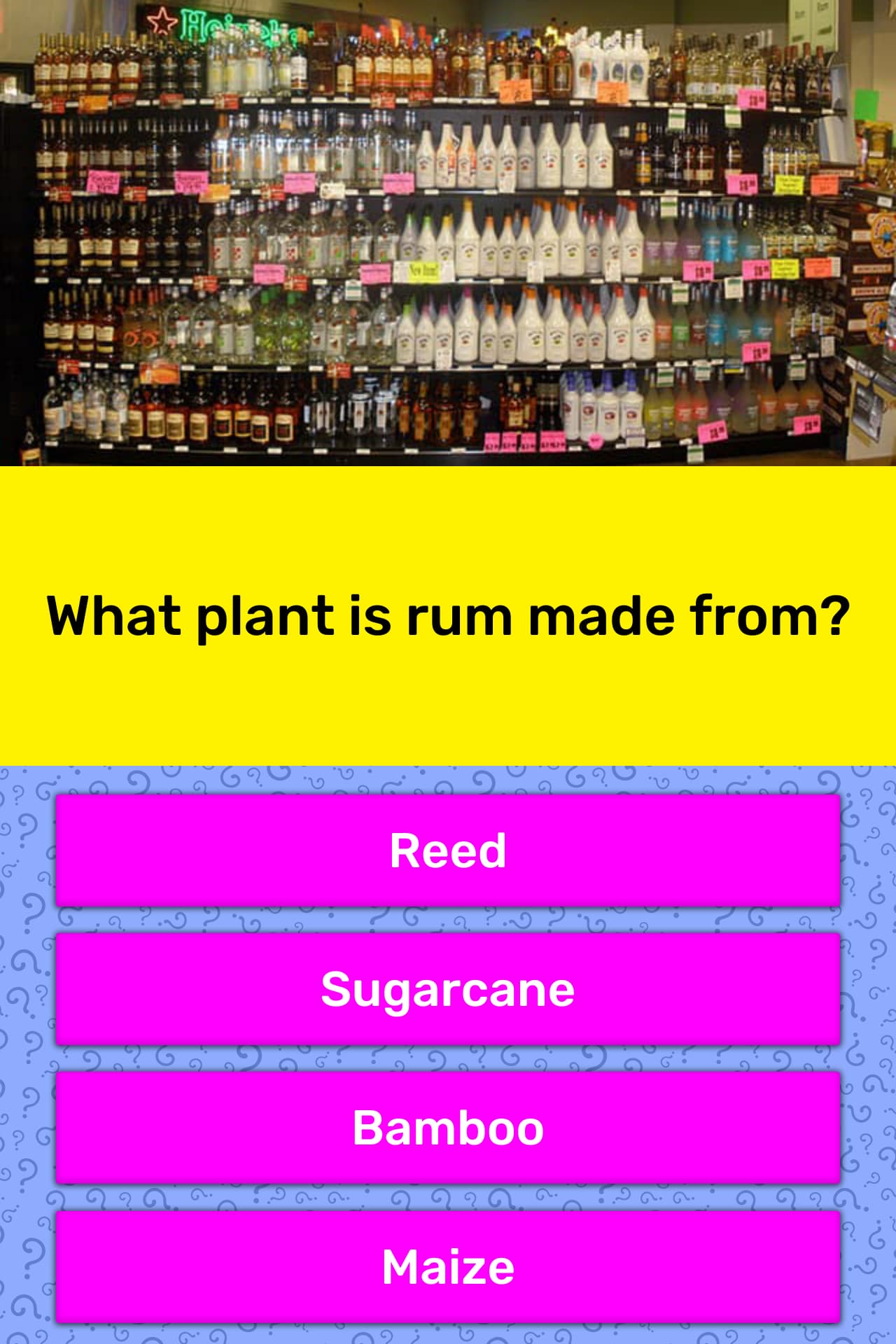What plant is rum made from? Trivia Answers