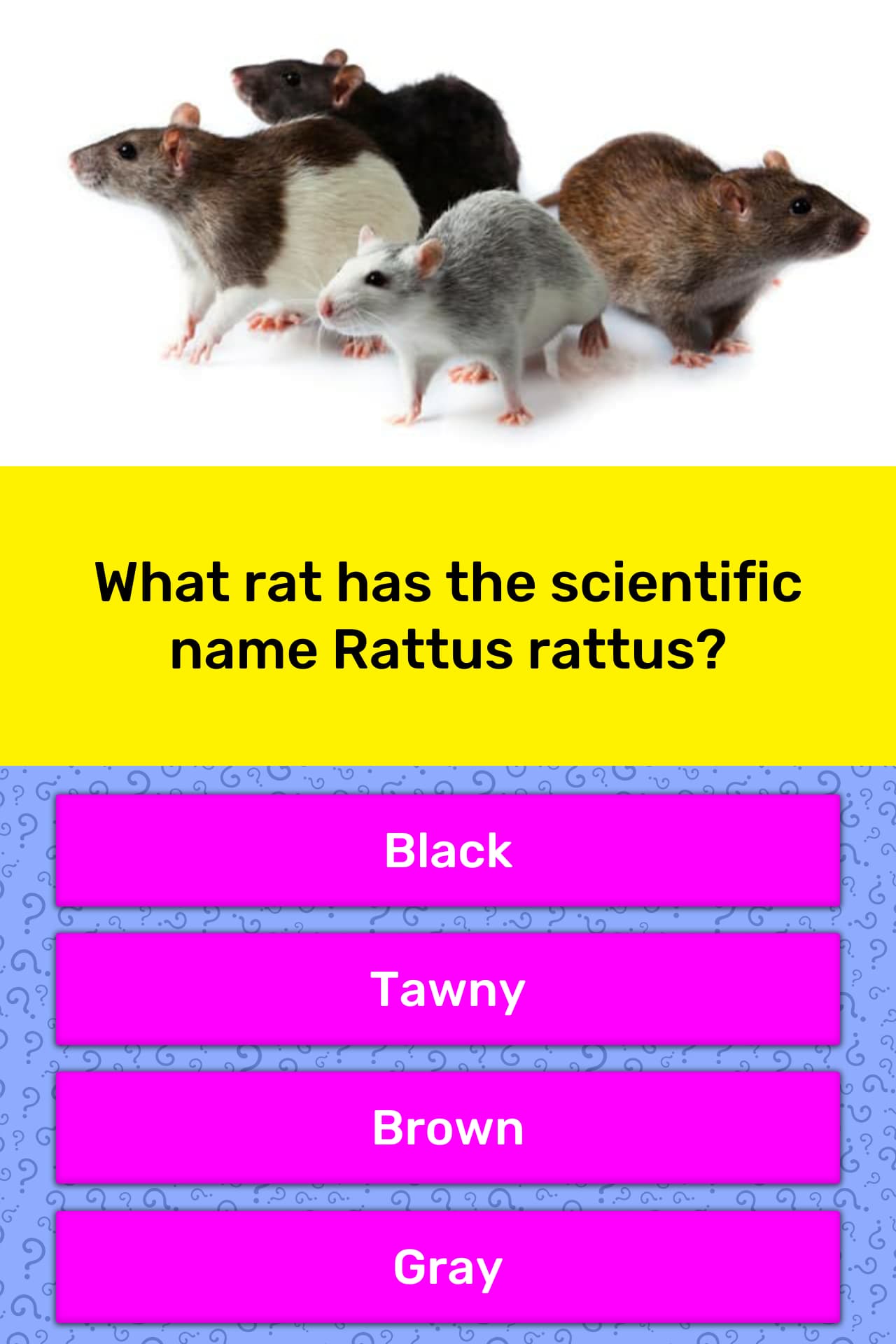 what-rat-has-the-scientific-name-trivia-answers-quizzclub