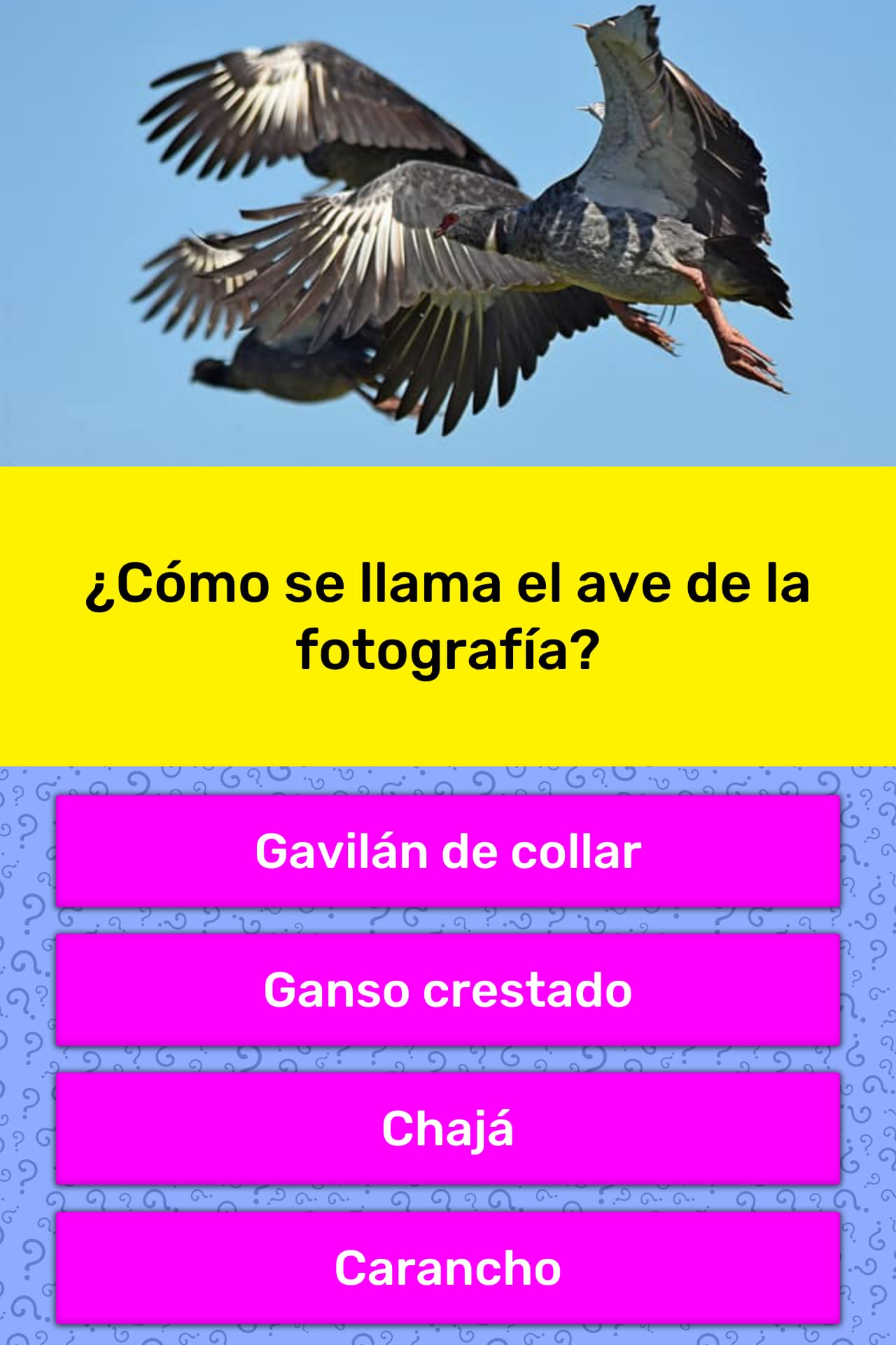 Como Se Llama El Pajaro De Up