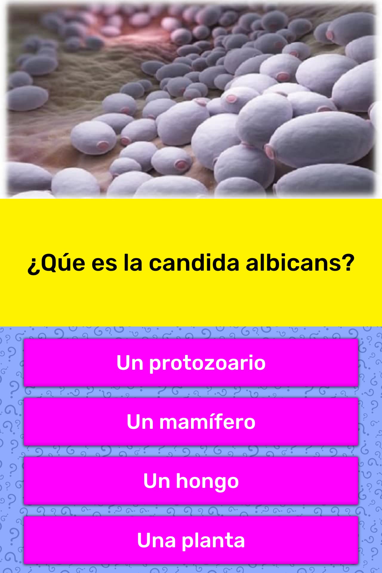 las infecciones en la piel por cándida causan picazón y erupciones cutáneas