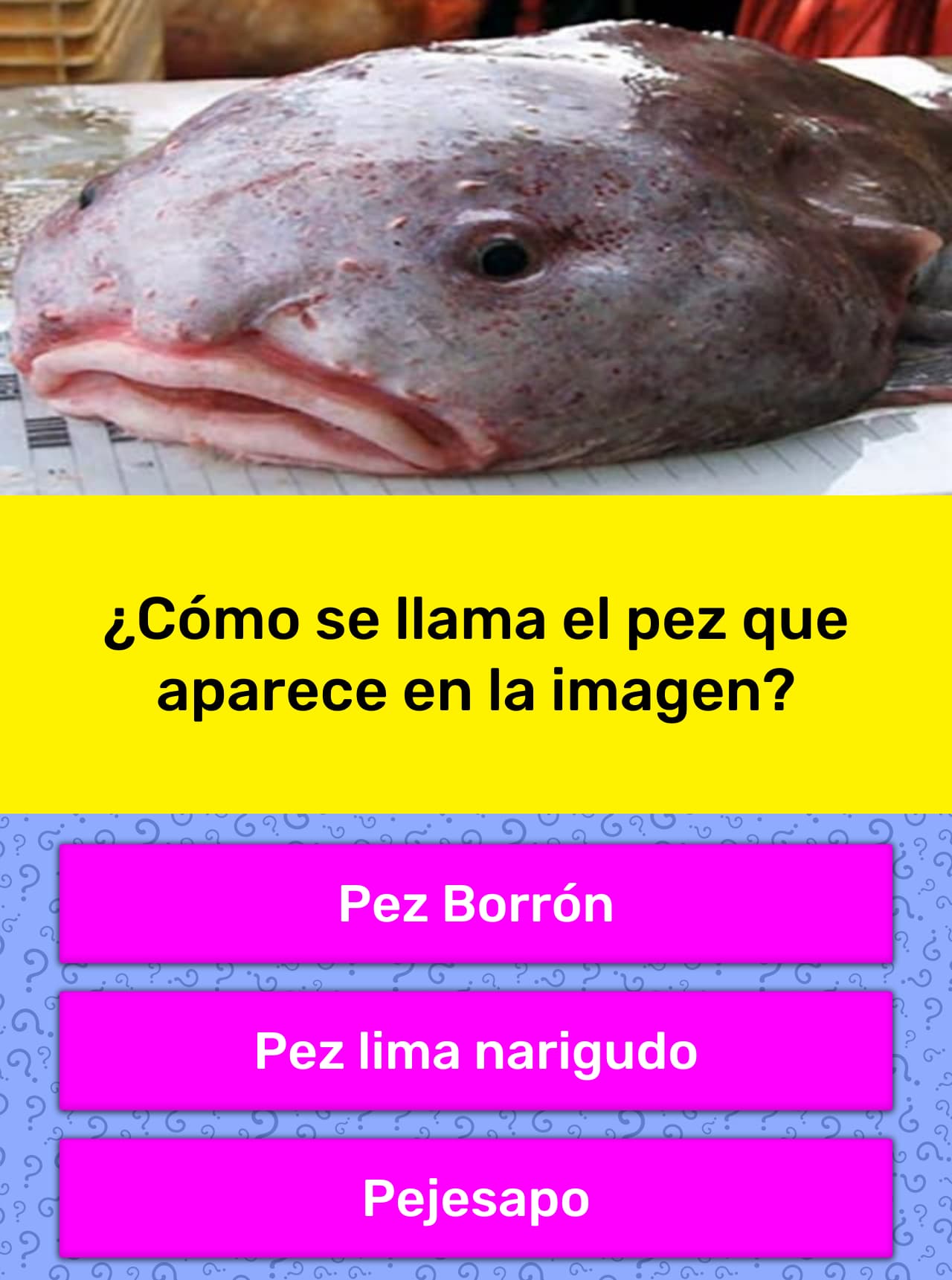 Como Se Llama El Animal Perezoso En Ingles