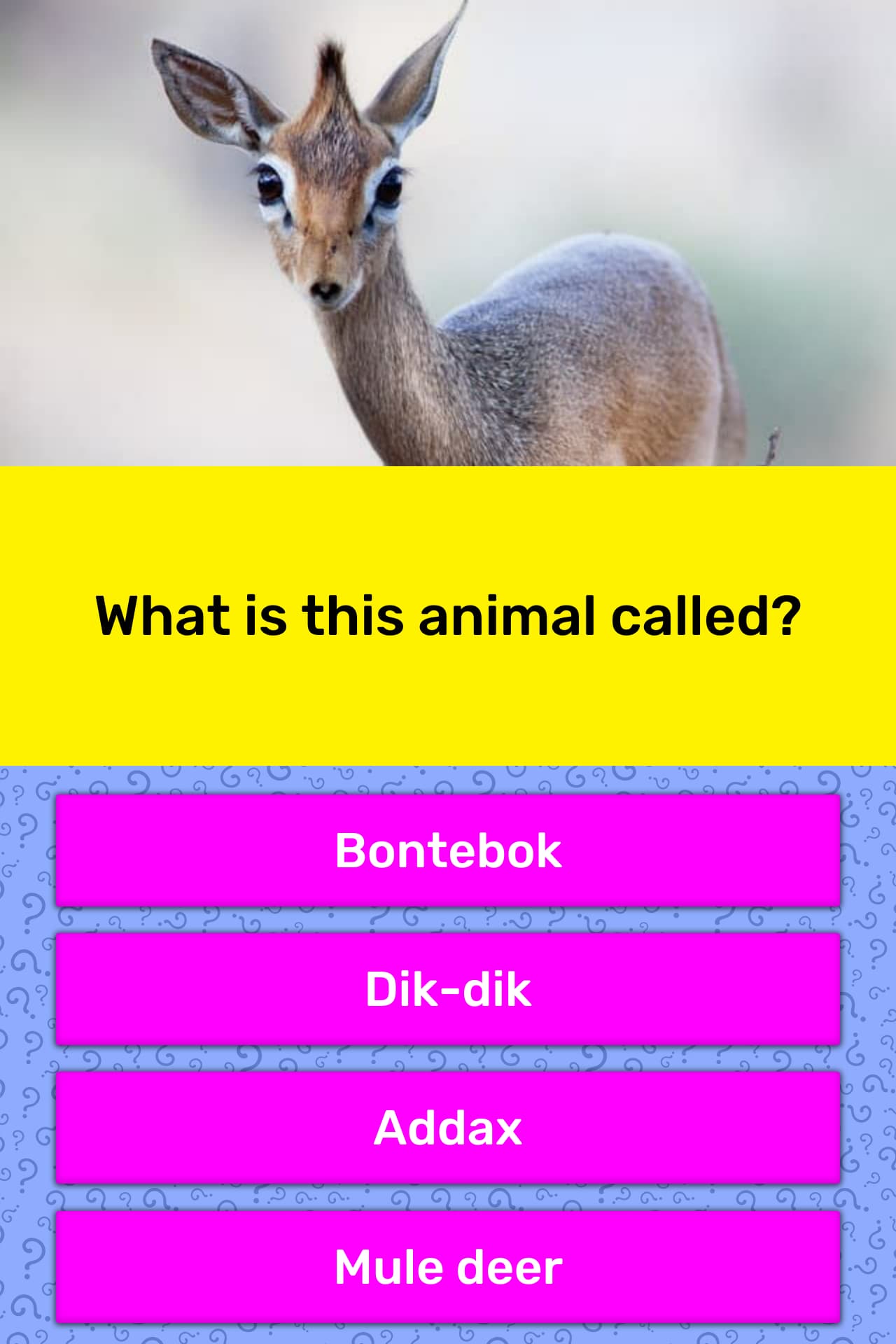 What Is This Animal Called Trivia Questions Quizzclub