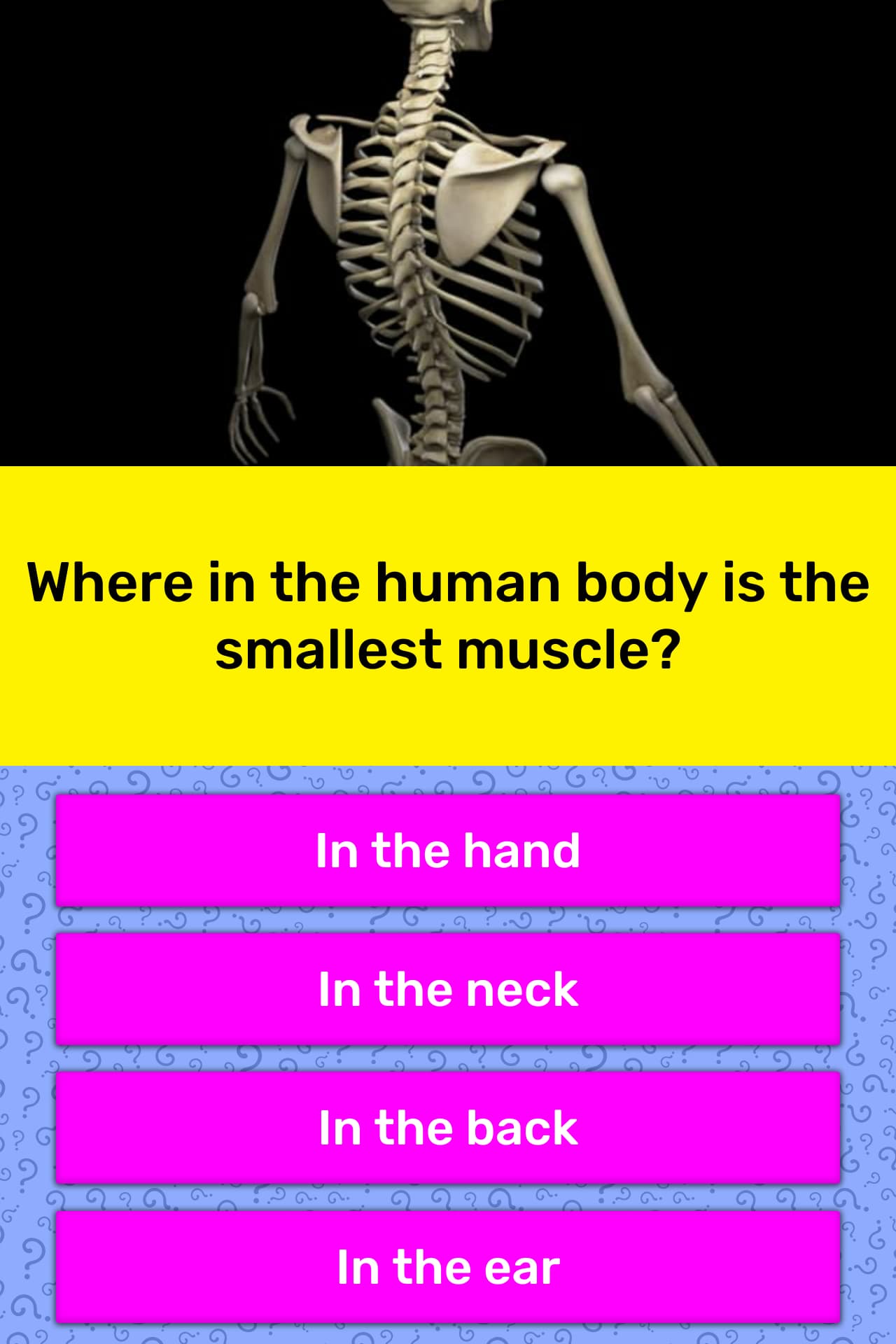 Where in the human body is the... | Trivia Answers | QuizzClub