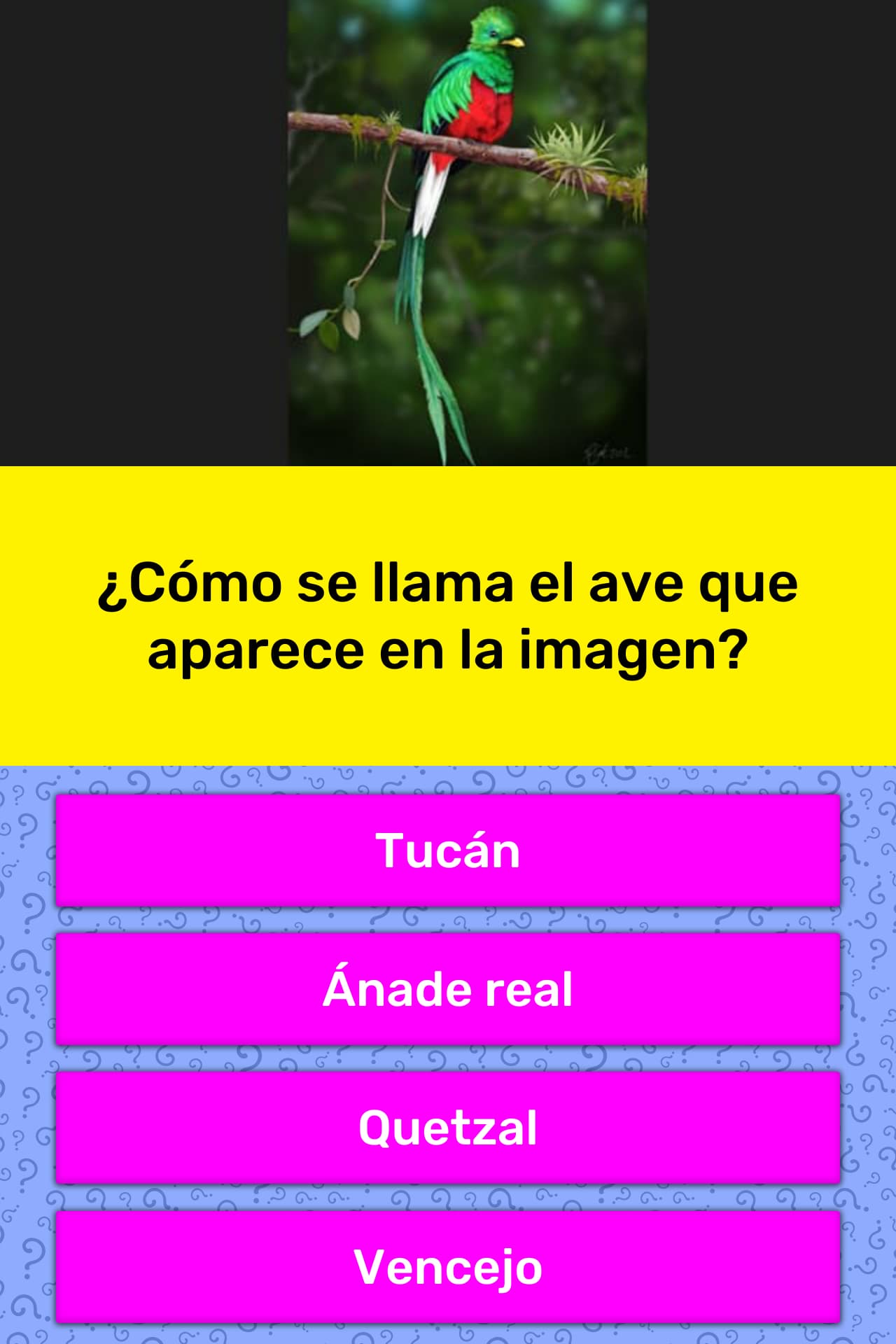 Como Se Llama El Pajaro De Up