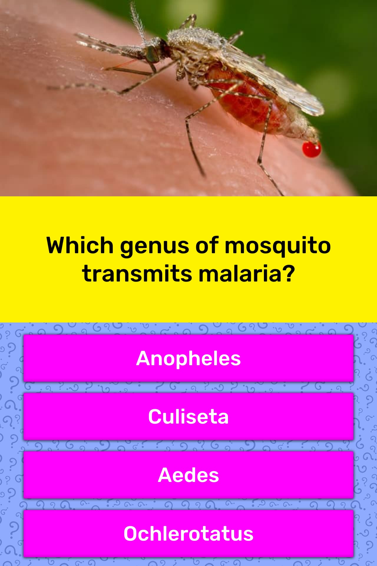 which-genus-of-mosquito-transmits-trivia-answers-quizzclub