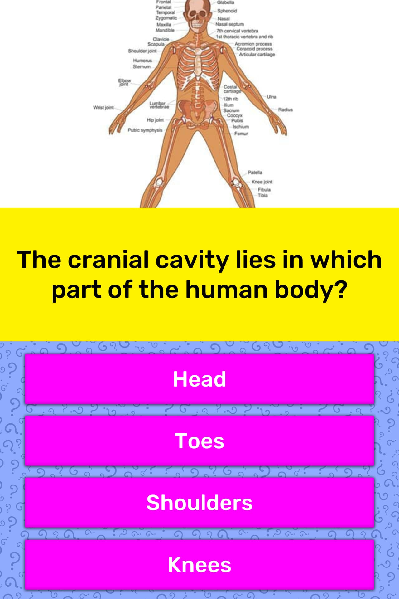 What Is Included In The Cranial Cavity