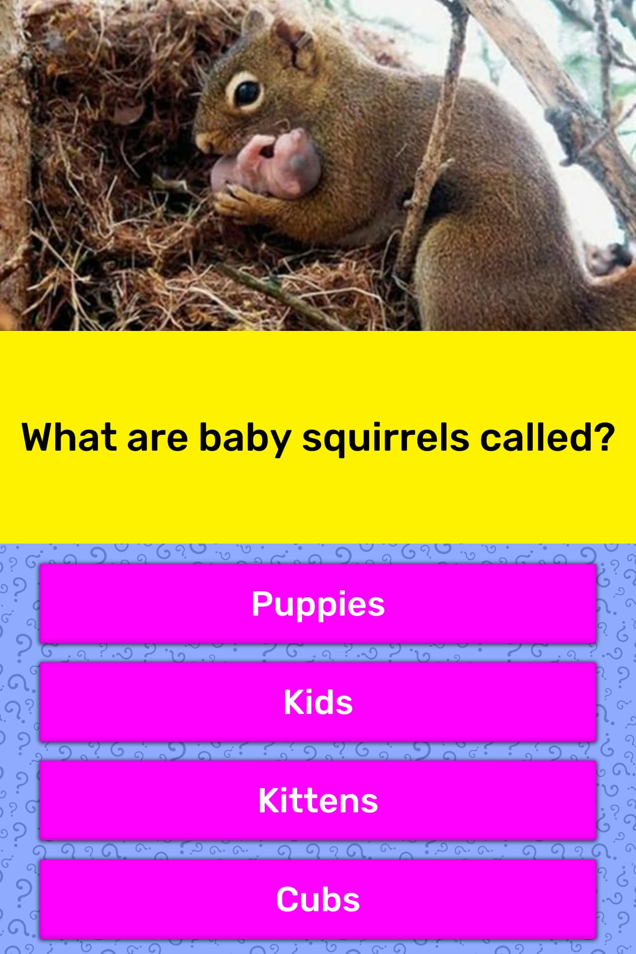 what-are-baby-squirrels-called-trivia-answers-quizzclub