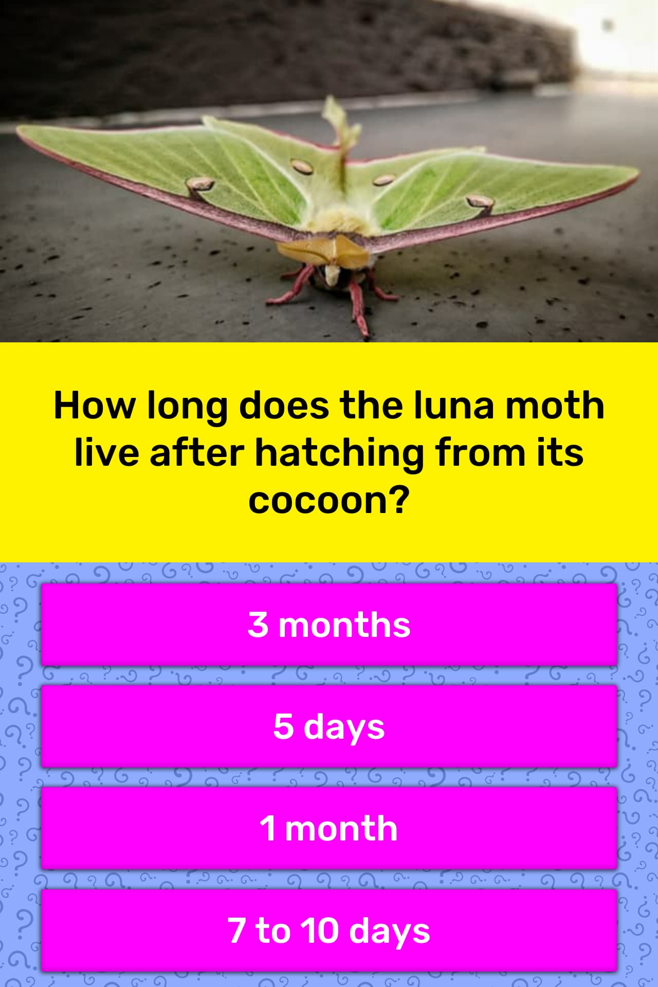 how-long-does-the-luna-moth-live-trivia-answers-quizzclub