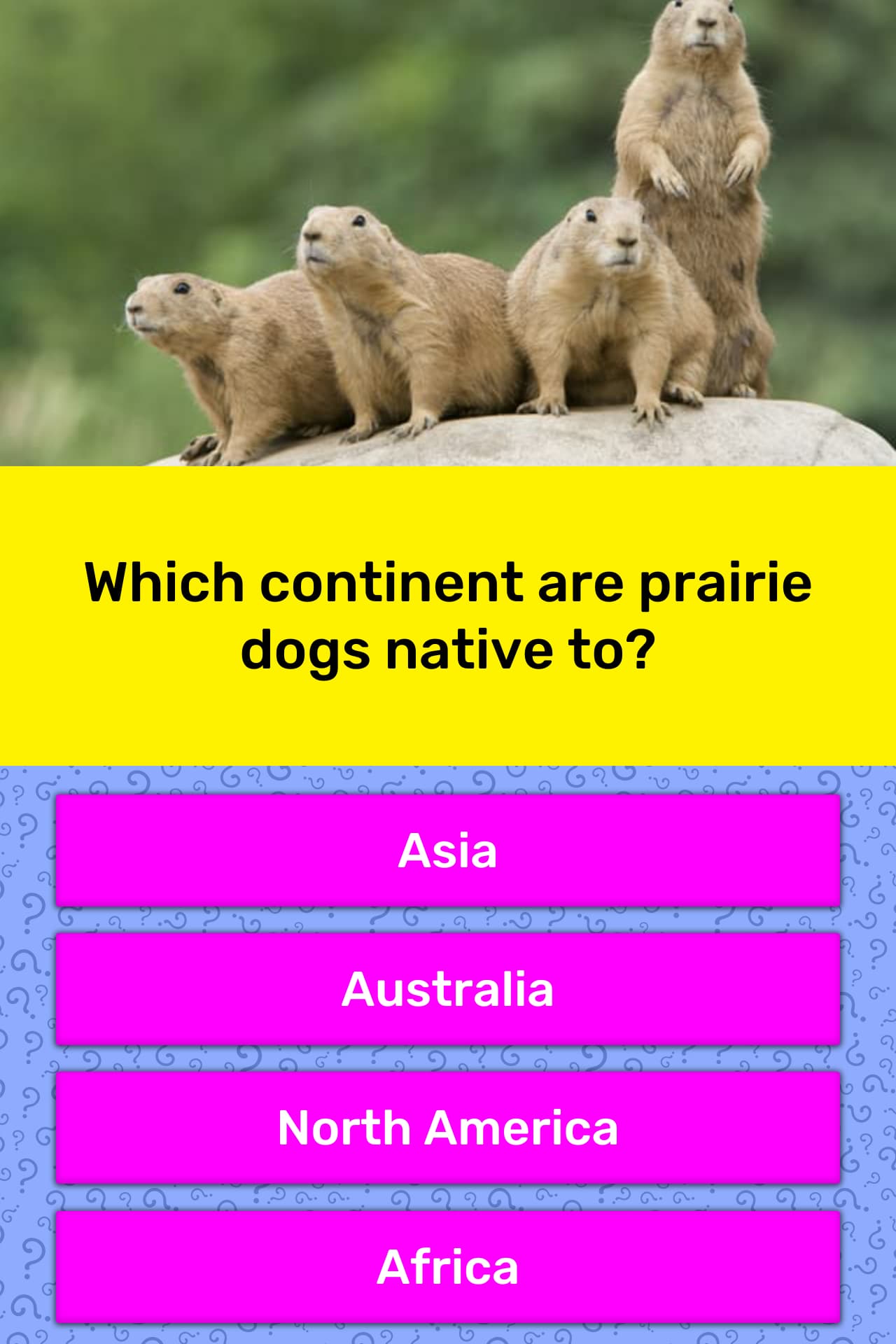 which-continent-are-prairie-dogs-trivia-questions-quizzclub