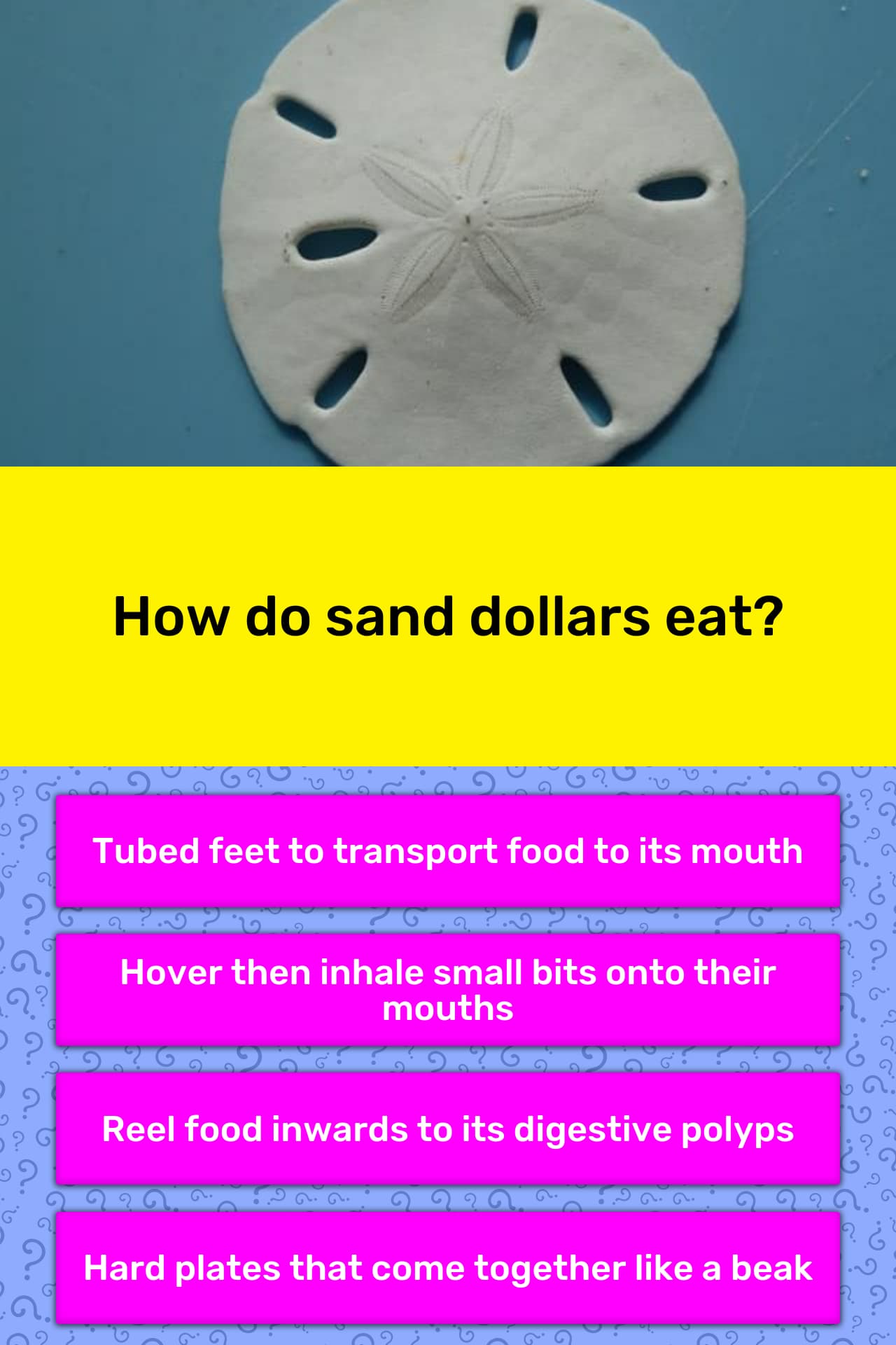 how-do-sand-dollars-eat-trivia-questions-quizzclub