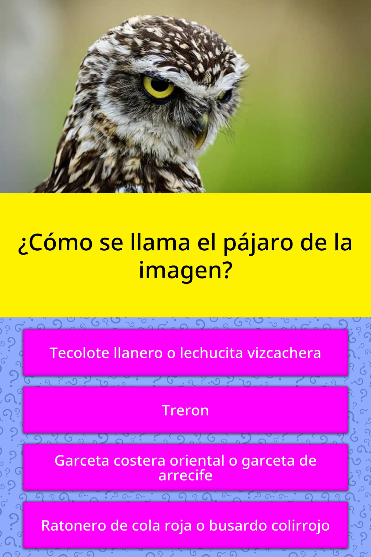 Como Se Llama El Pajaro De Up