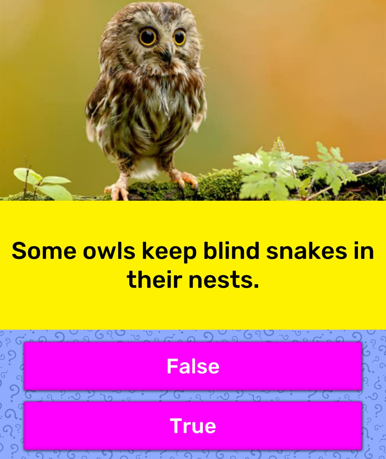 owls keep snakes as pets