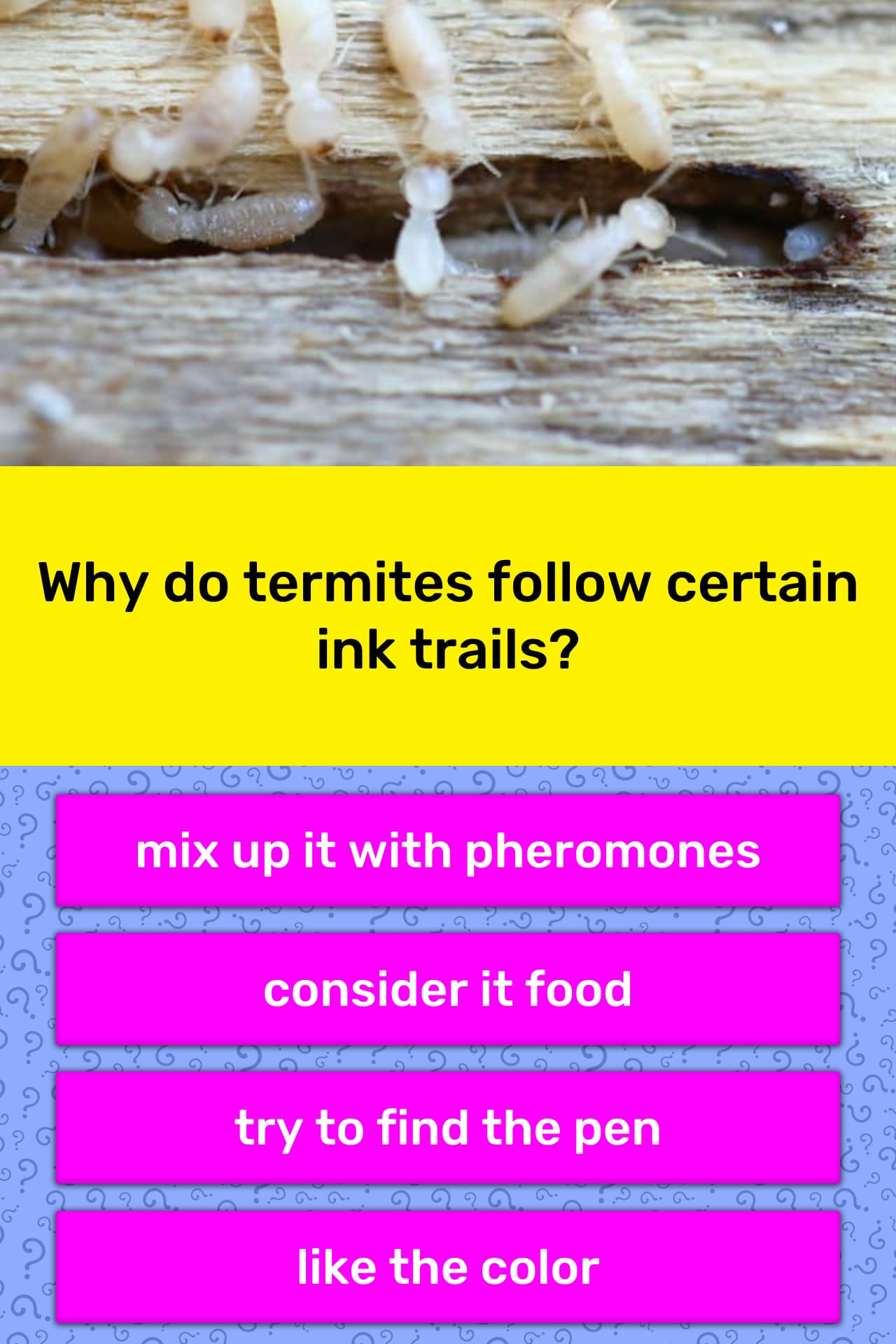 Why Do Termites Follow Certain Ink Trivia Answers Quizzclub