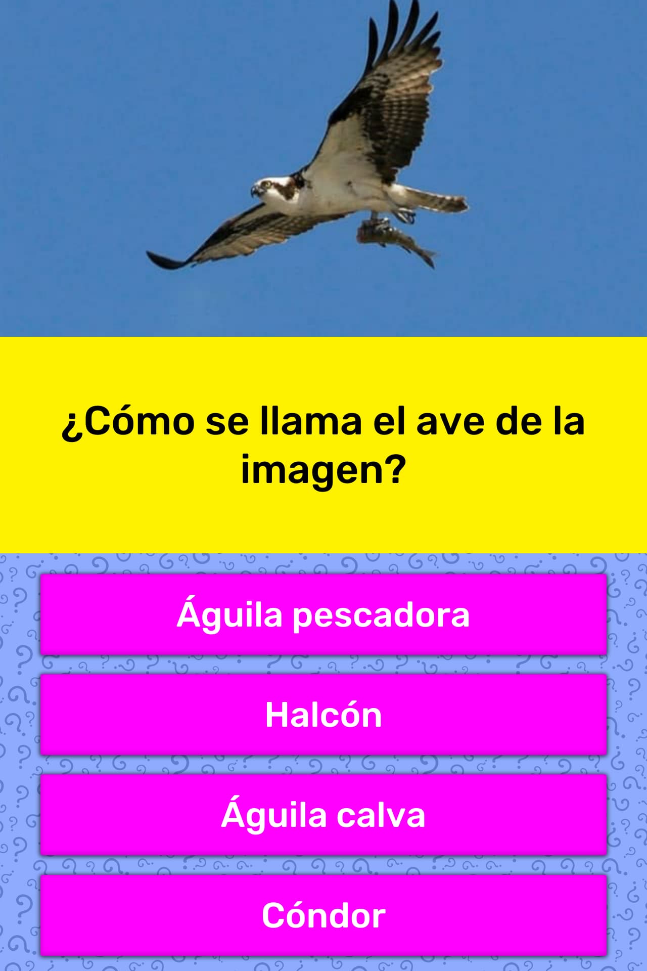 Como Se Llama El Pajaro De Up