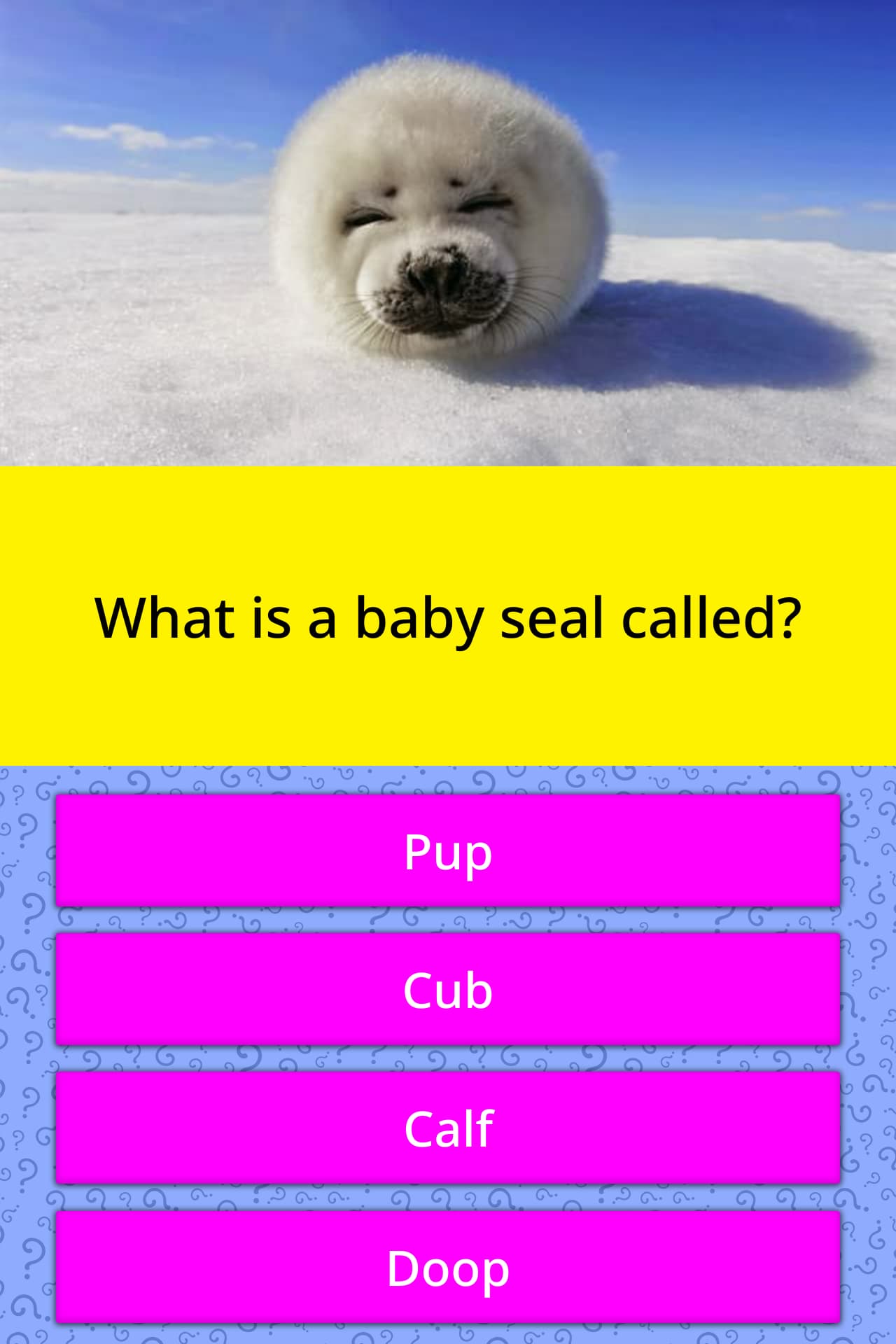 What is a baby seal called? | Trivia Answers | QuizzClub