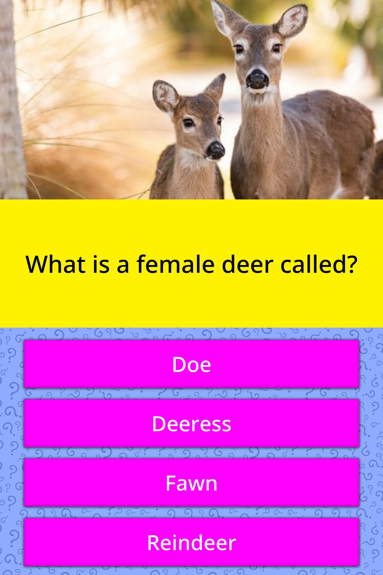 what is a female deer called