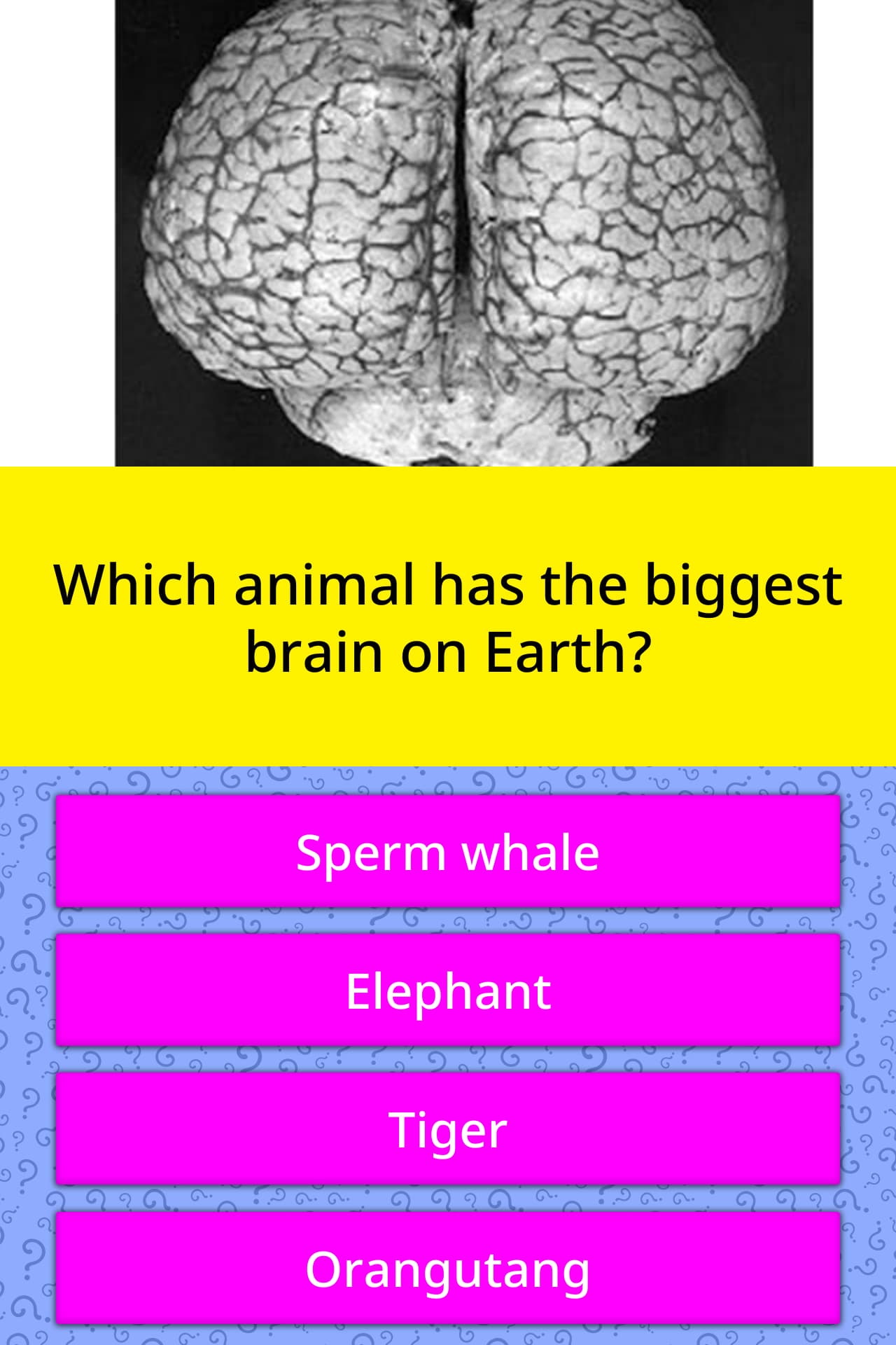 who has the biggest brain app iphone