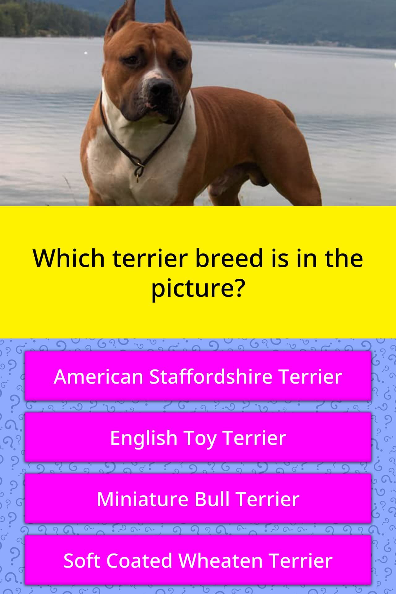 which terrier