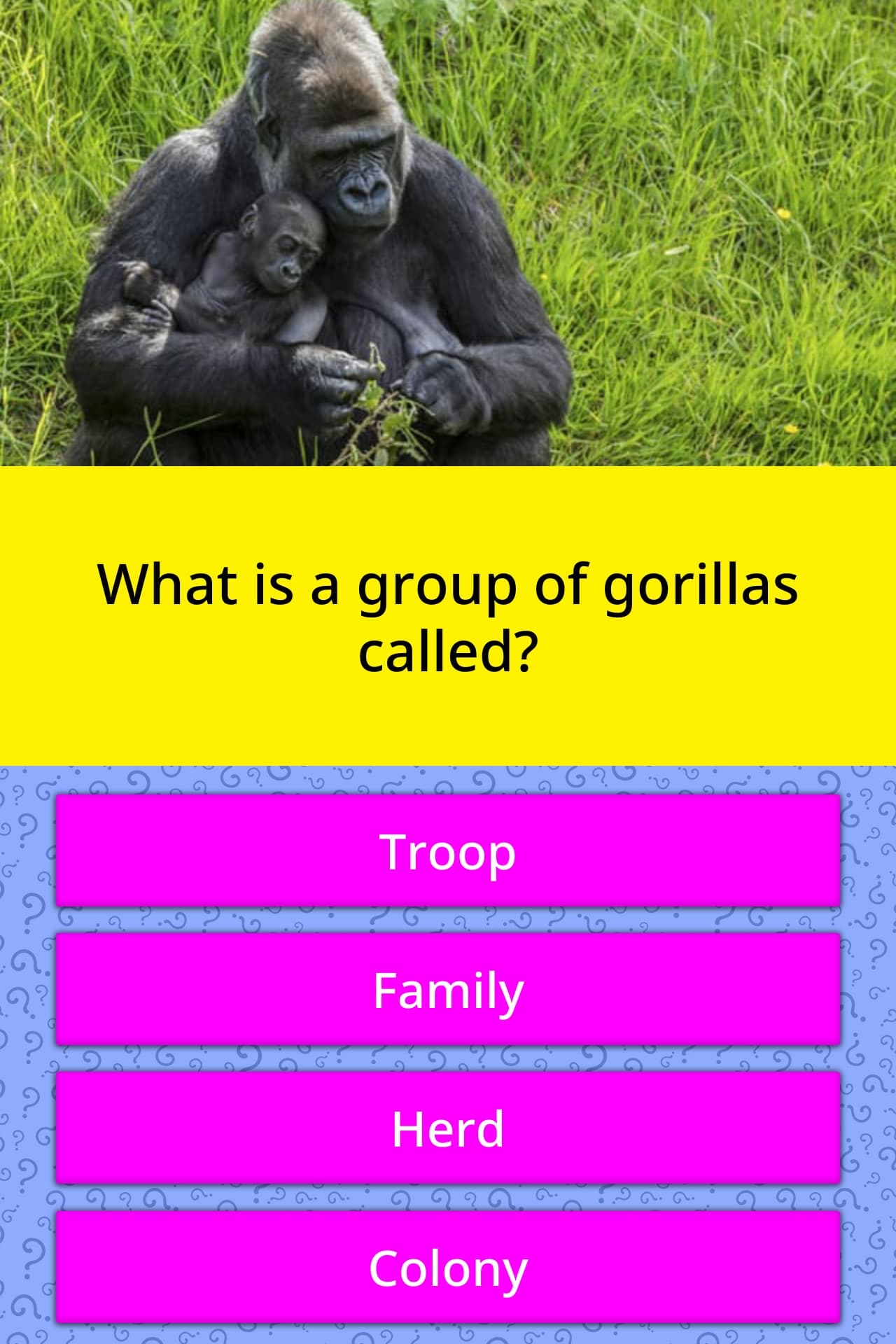 what-is-a-group-of-gorillas-called-trivia-questions-quizzclub