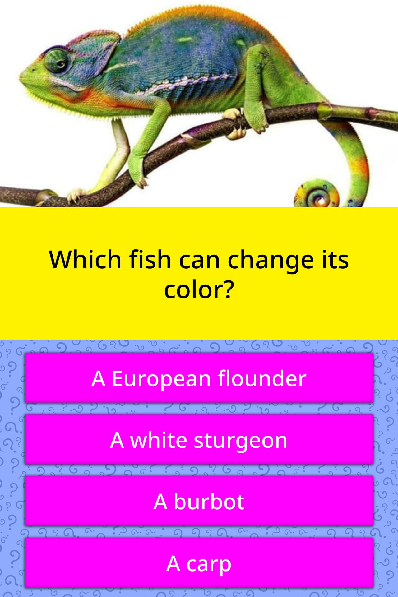 Which fish can change its color? Trivia Questions