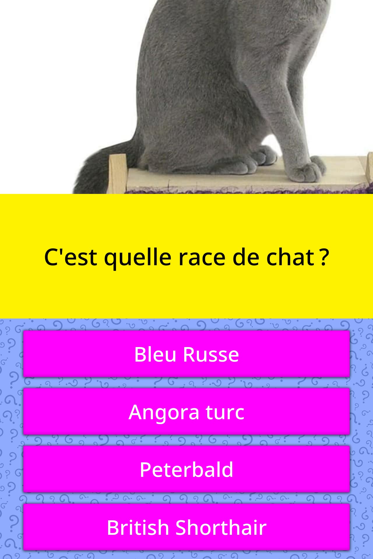 C Est Quelle Race De Chat Questions Quizzclub