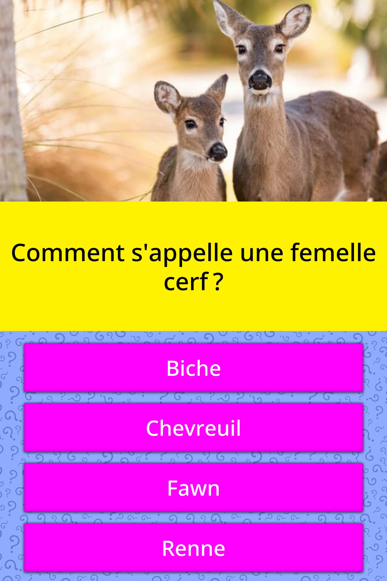 Comment S Appelle La Femelle Du Daim Comment s'appelle une femelle cerf ? | Réponses au questionnaire