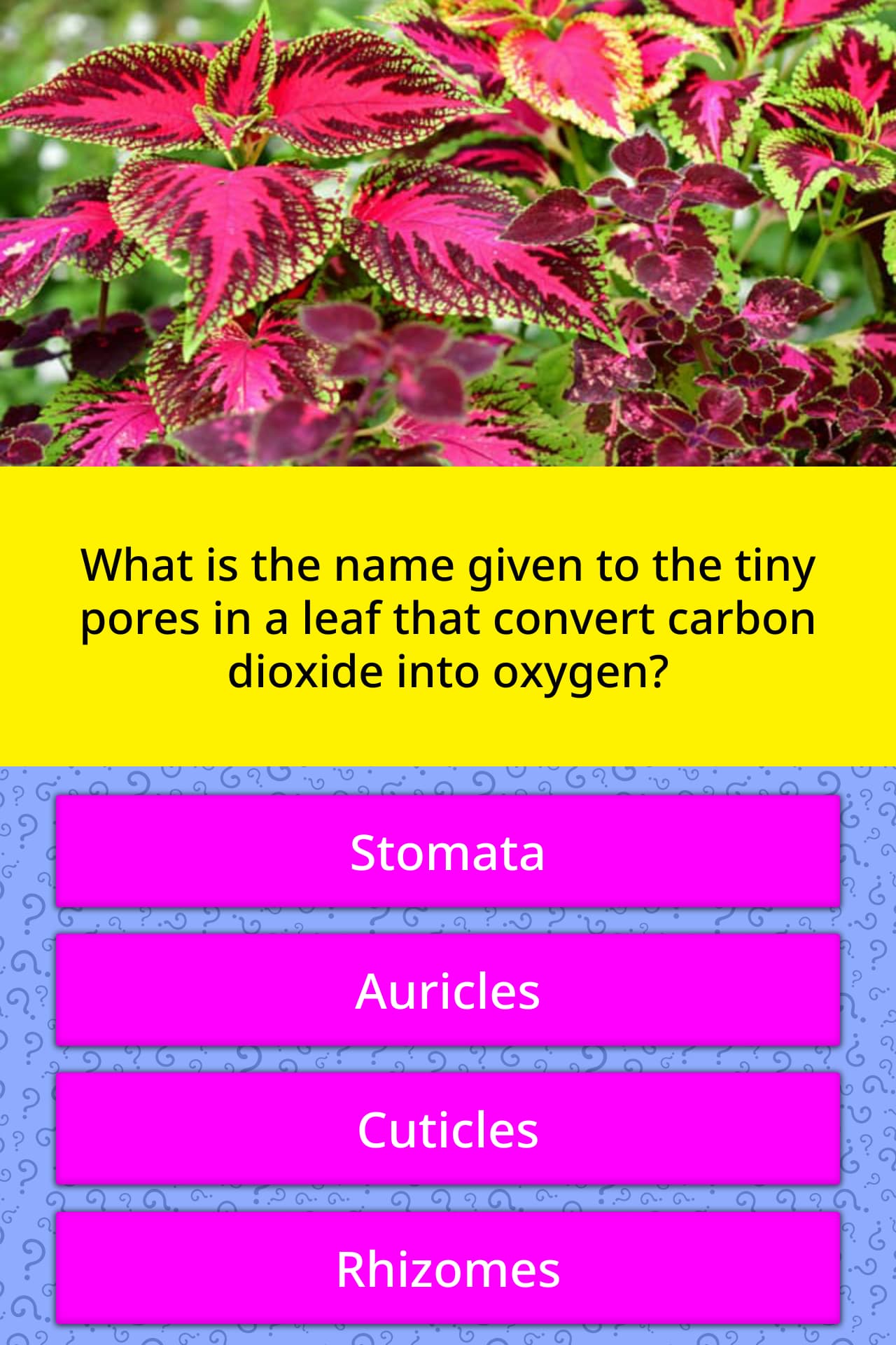 What Is The Name Given To The Tiny Trivia Answers QuizzClub