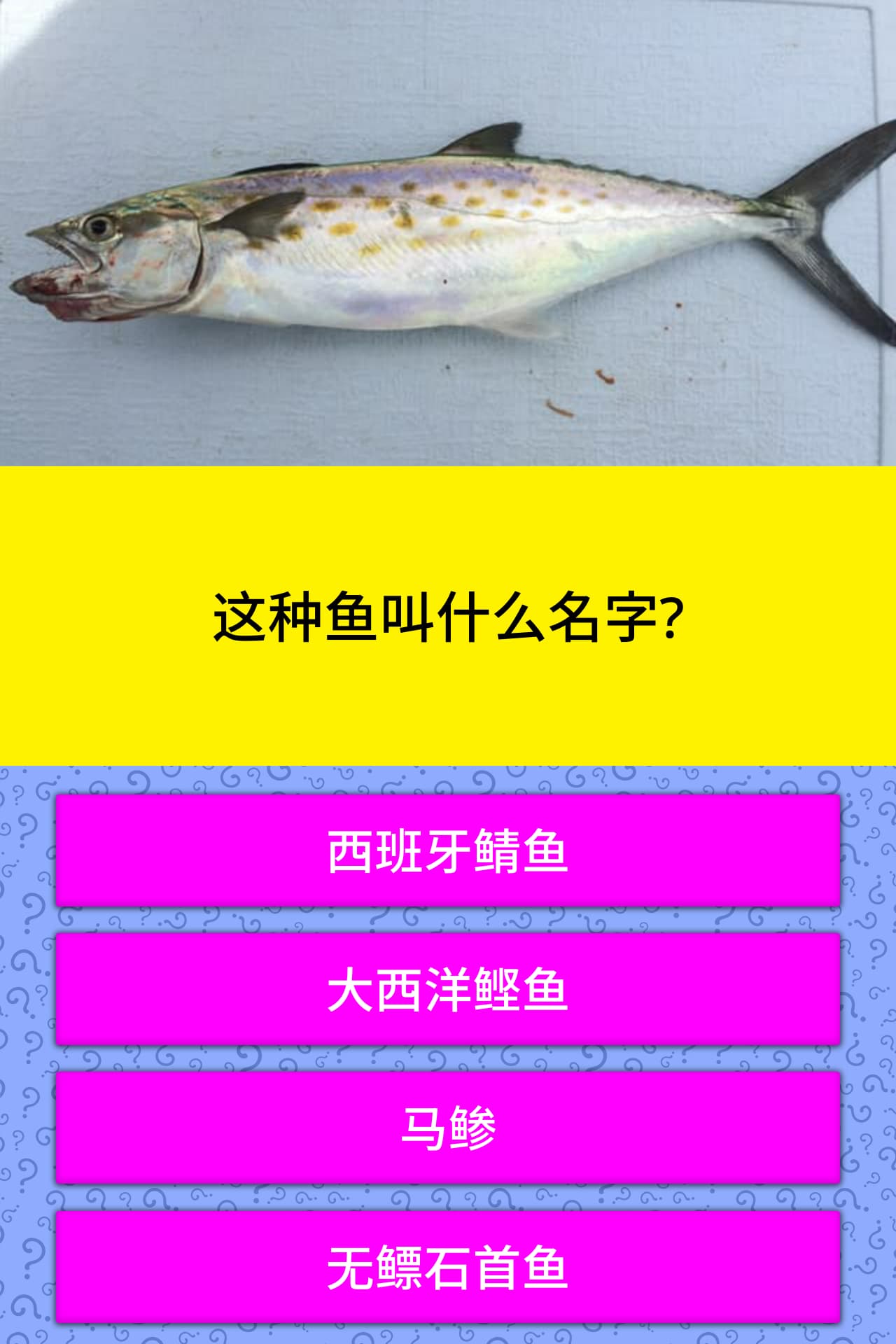 这种鱼叫什么名字 小问题 Quizzclub