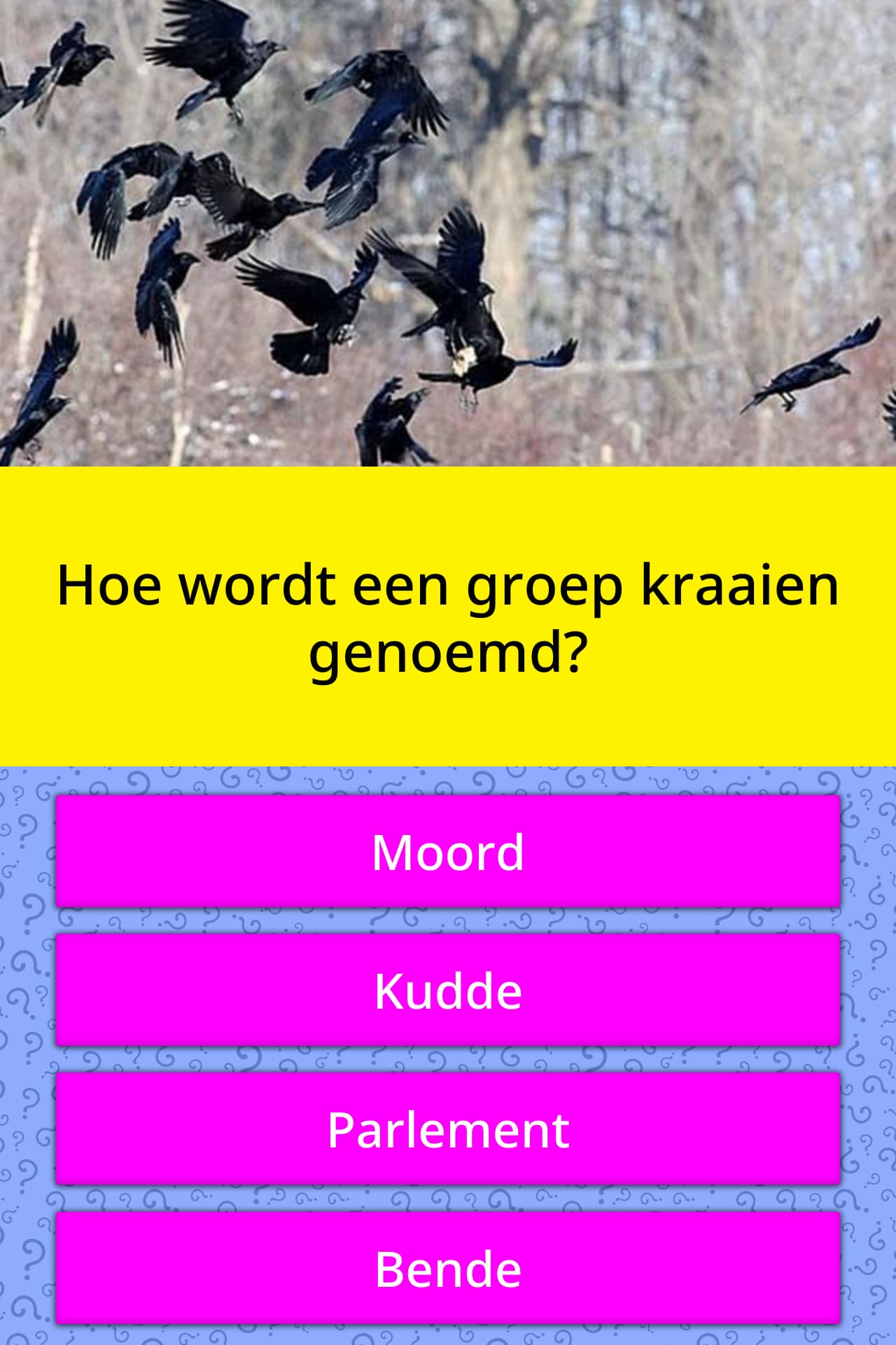 Hoe wordt een groep kraaien genoemd?