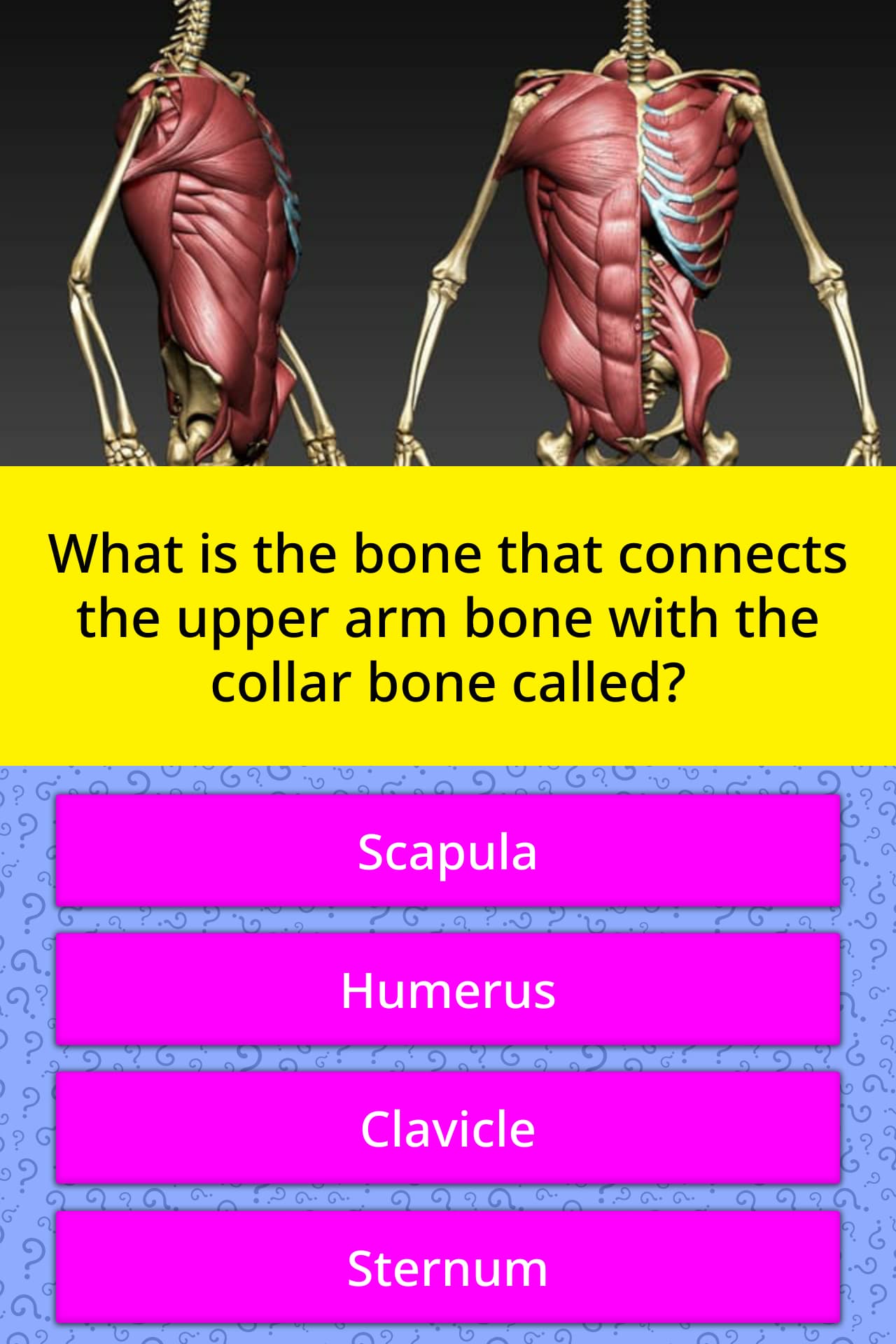 what-is-the-bone-that-connects-the-trivia-questions-quizzclub