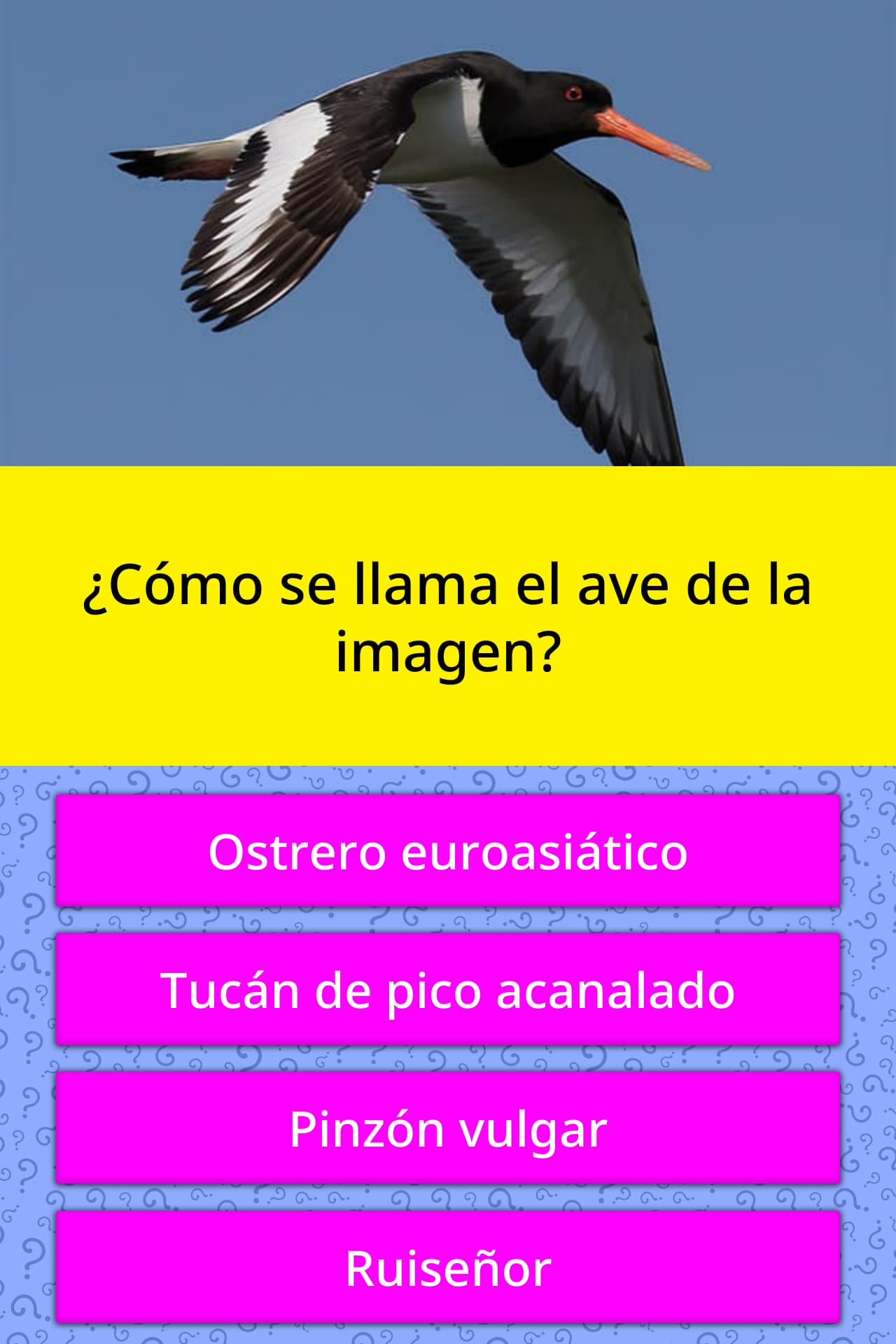 Como Se Llama El Pajaro De Up