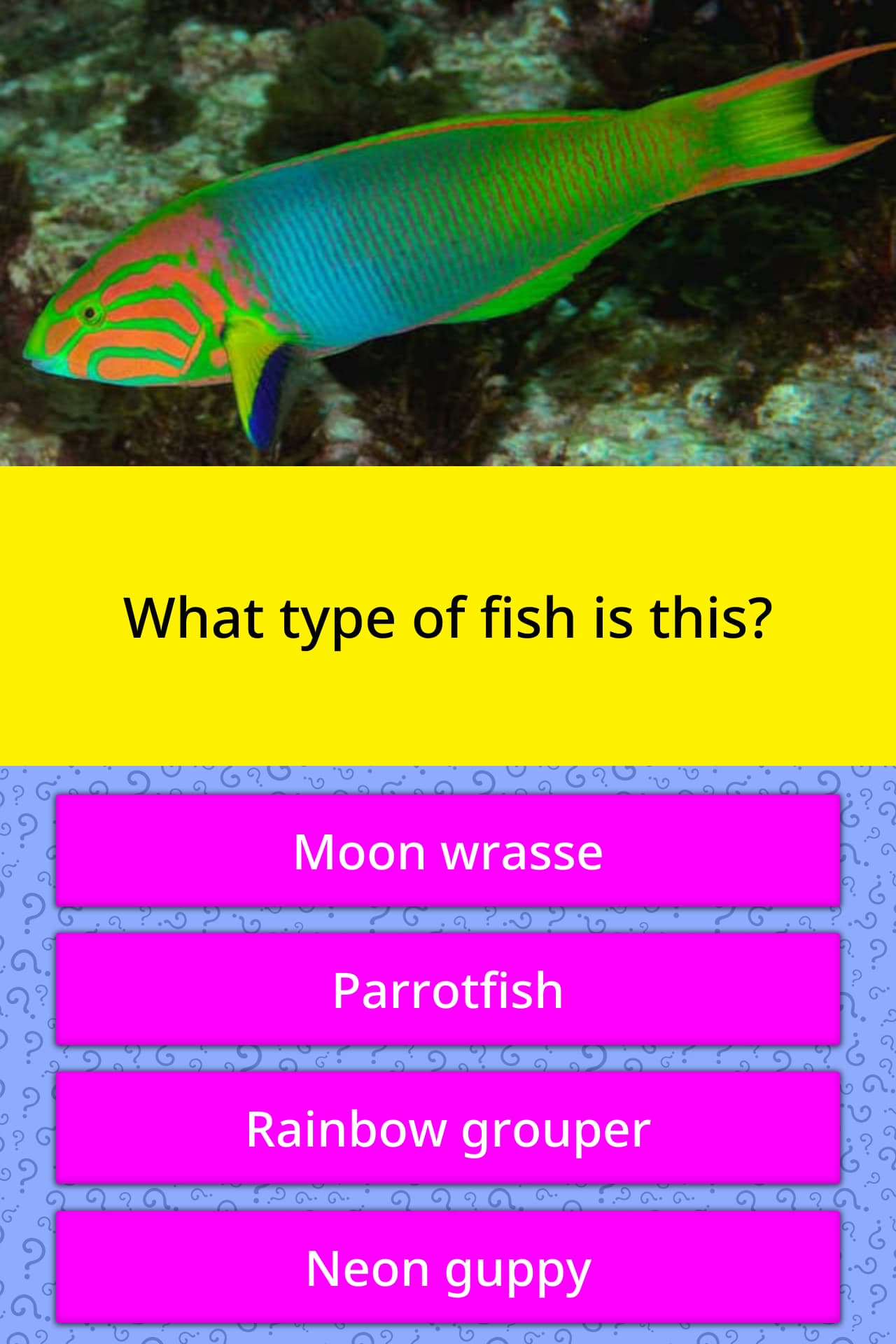 What type of fish is this? Trivia Questions