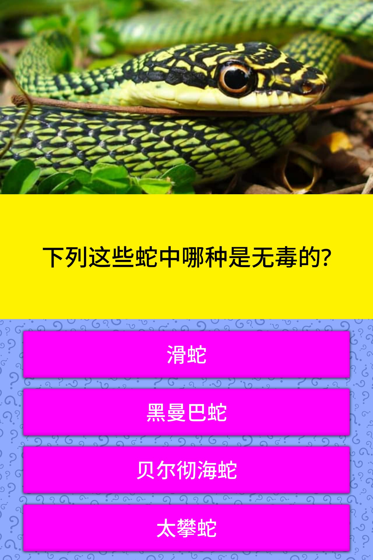 下列这些蛇中哪种是无毒的 问题答案 Quizzclub