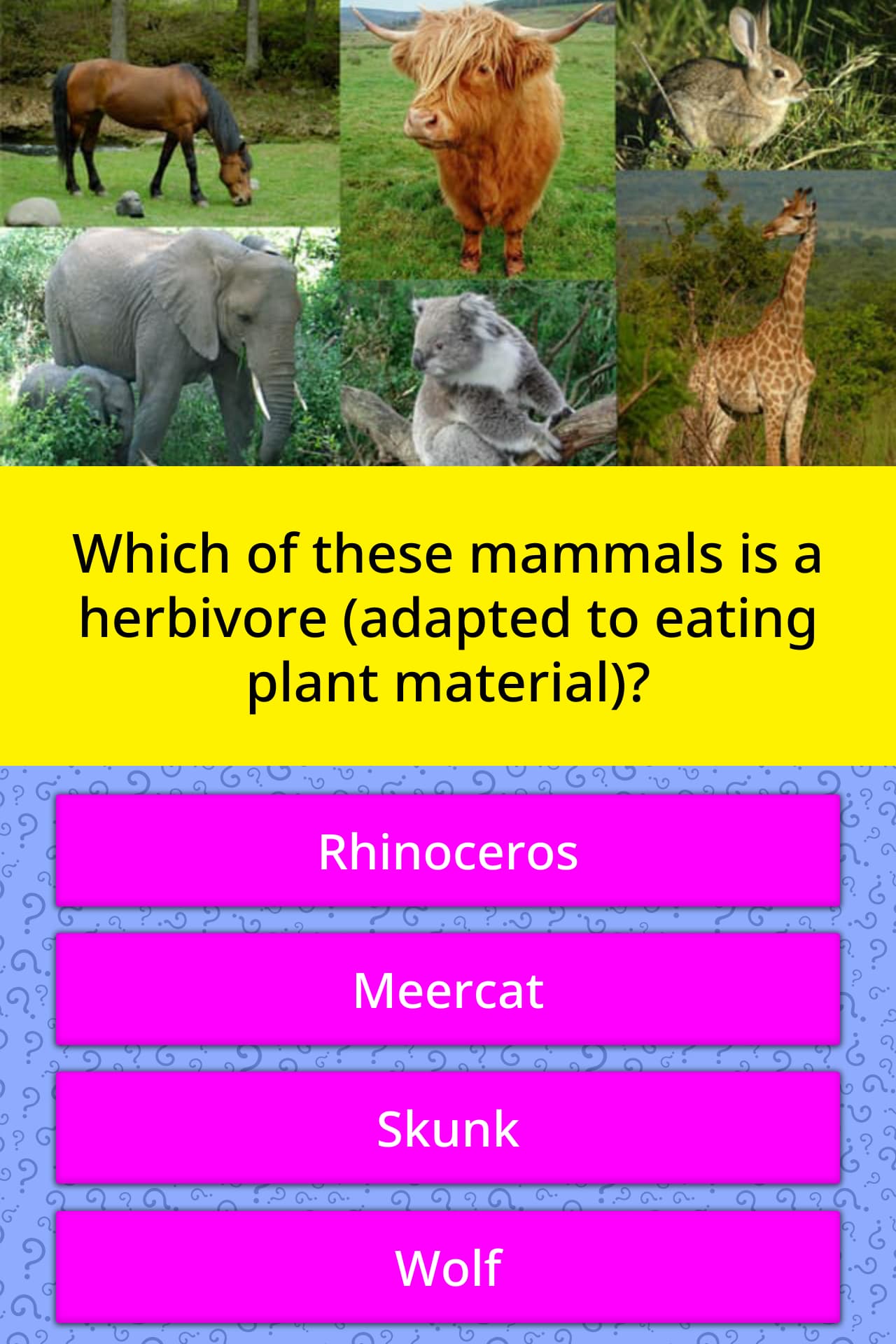 Which of these mammals is a... | Trivia Questions | QuizzClub