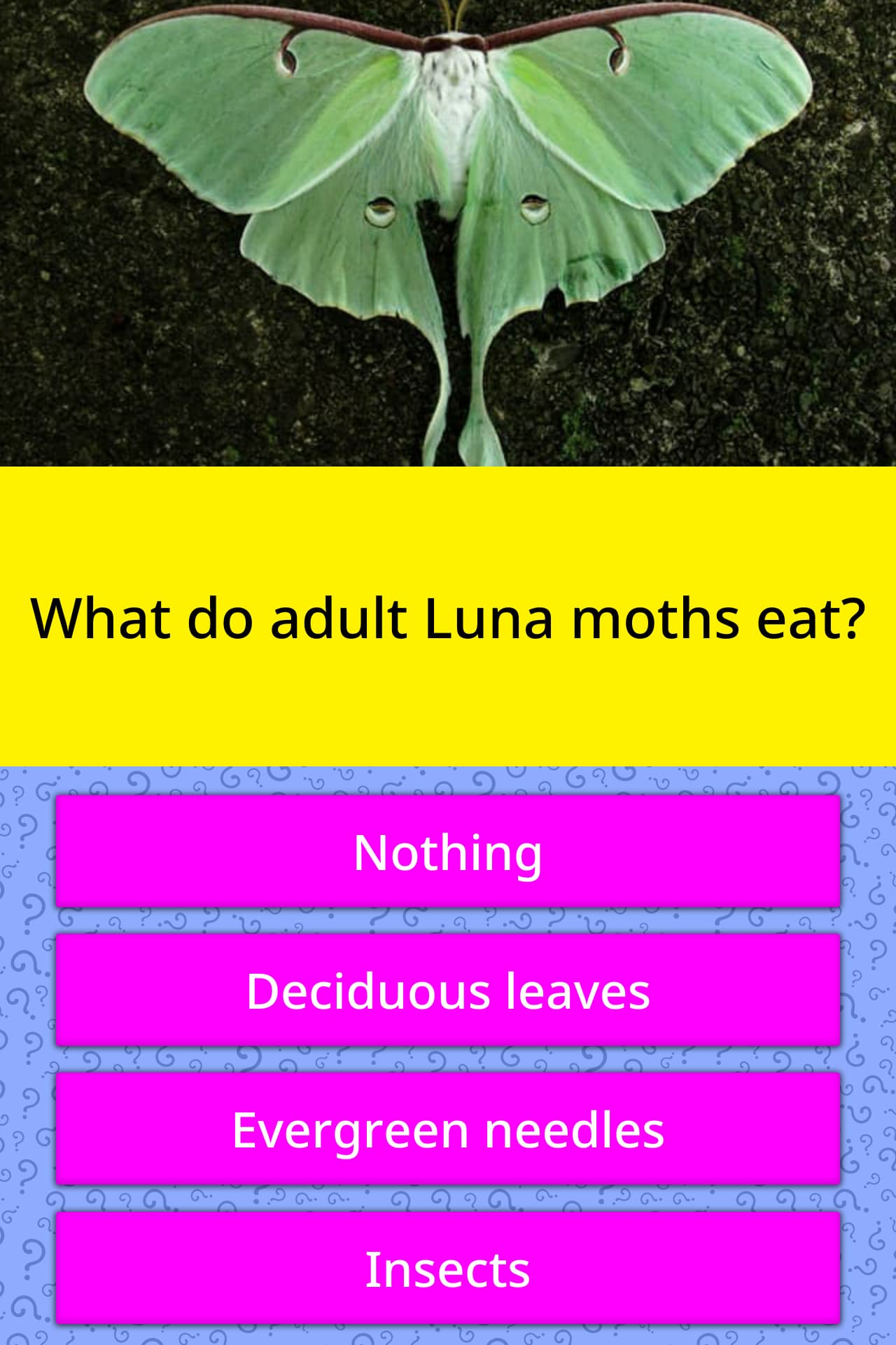 what-do-adult-luna-moths-eat-trivia-answers-quizzclub