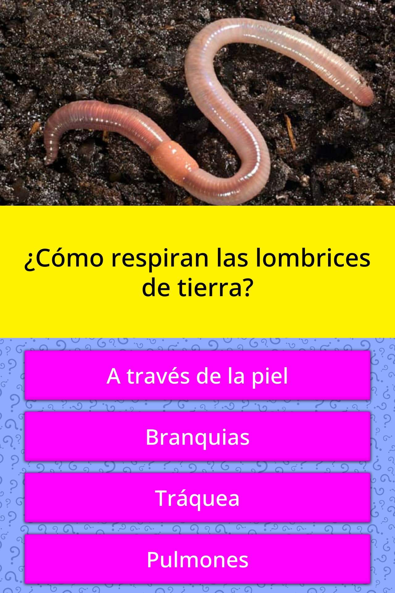 ¿Cómo respiran las lombrices de tierra? La respuesta de