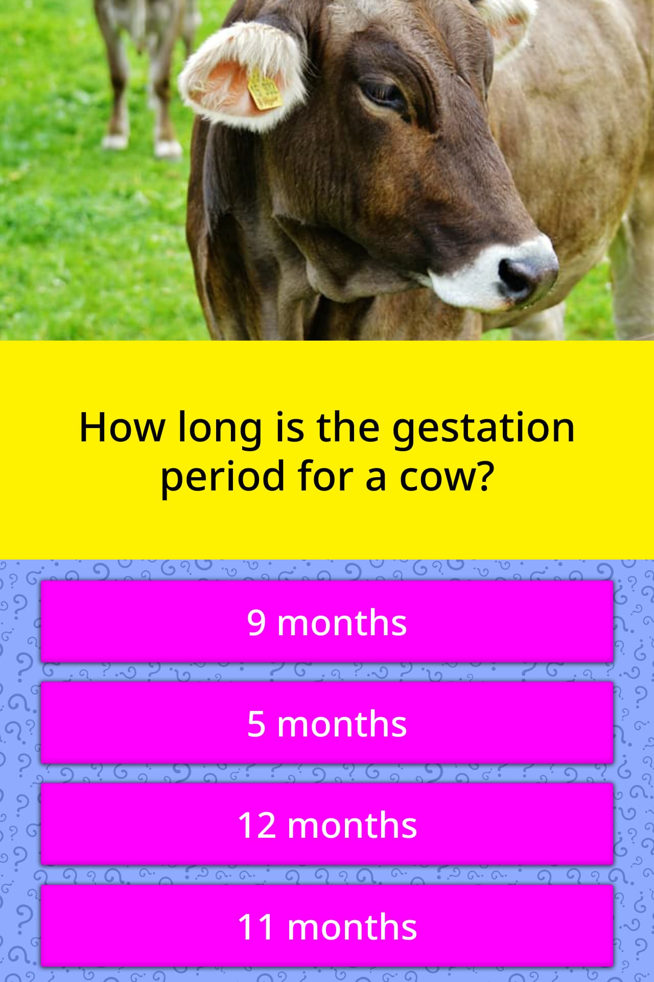 What Is The Gestation Period For A Cow