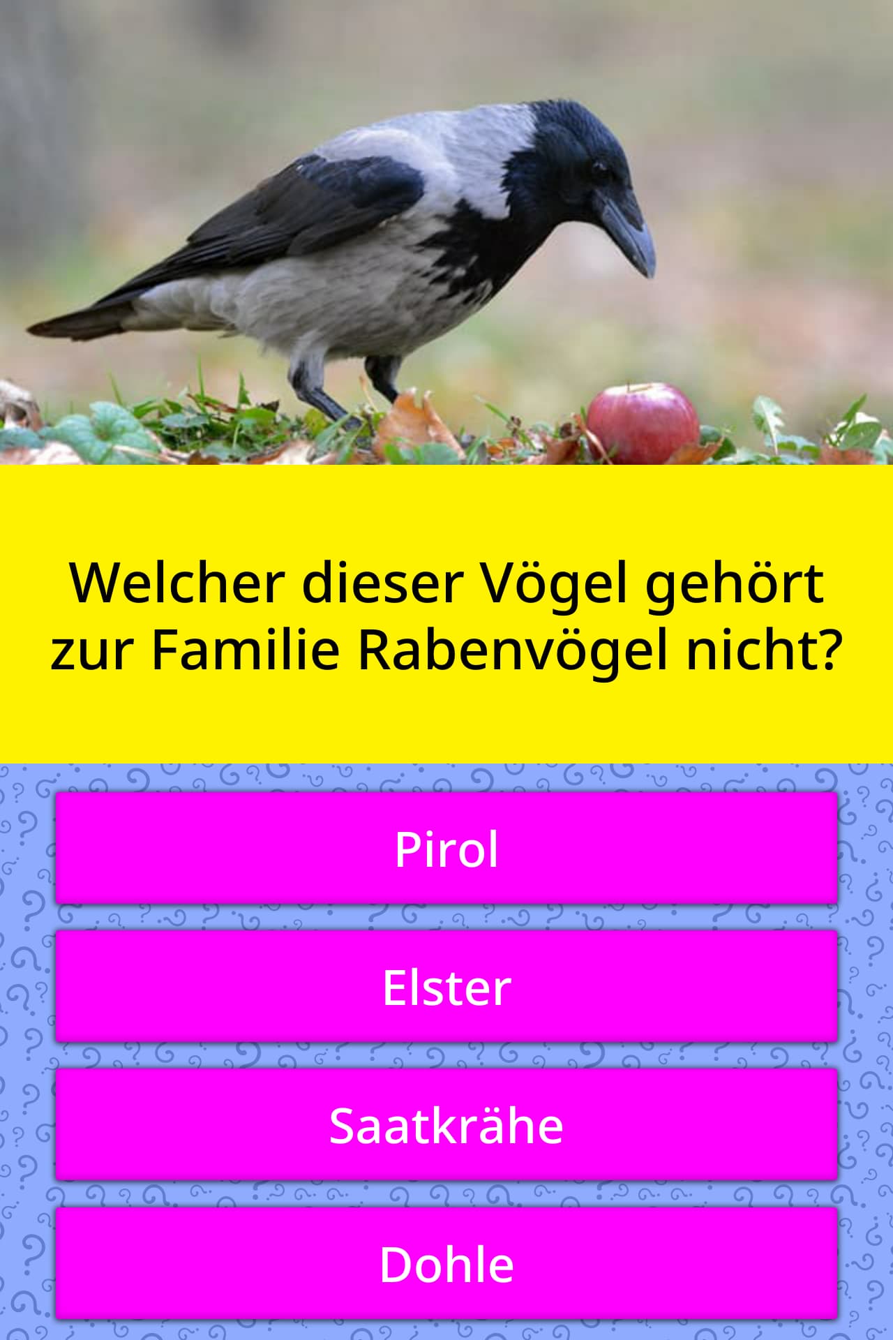 Familie Immerscharf 8 - Der Vögel-Wettbewerb Familie Immerscharf 8 - Der Vögel-Wettbewerb