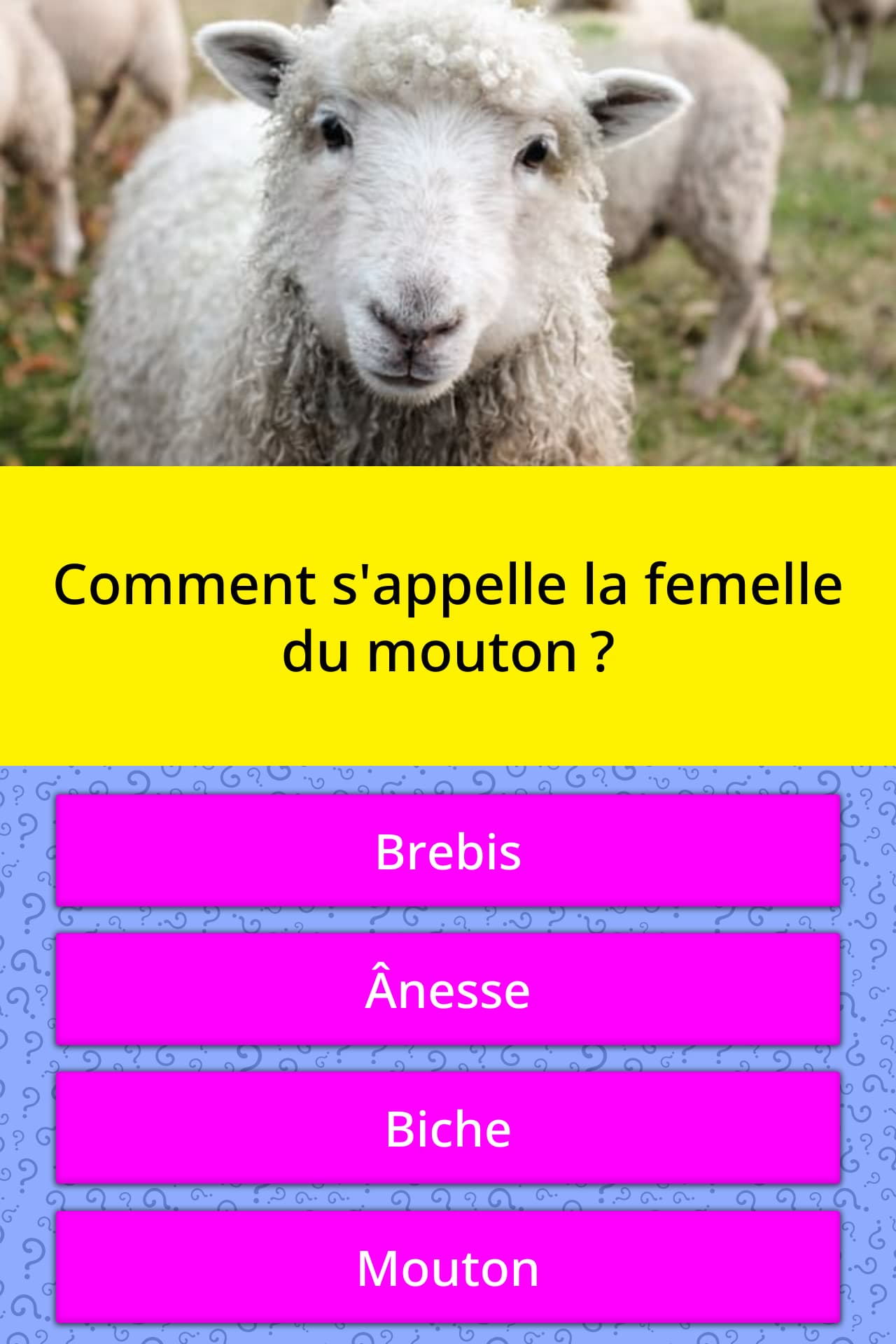 Comment S Appelle La Femelle Du Mouton Questions Quizzclub