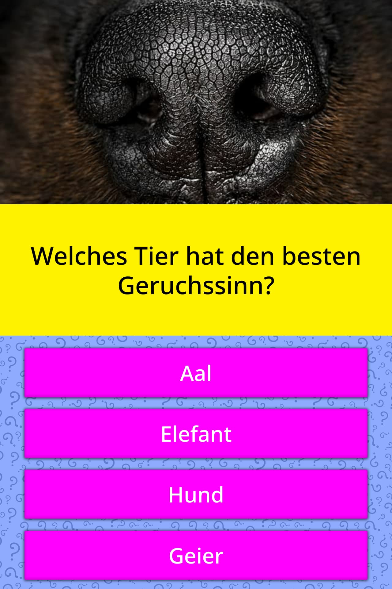 Welches Tier hat den besten Geruchssinn? Quizfragen