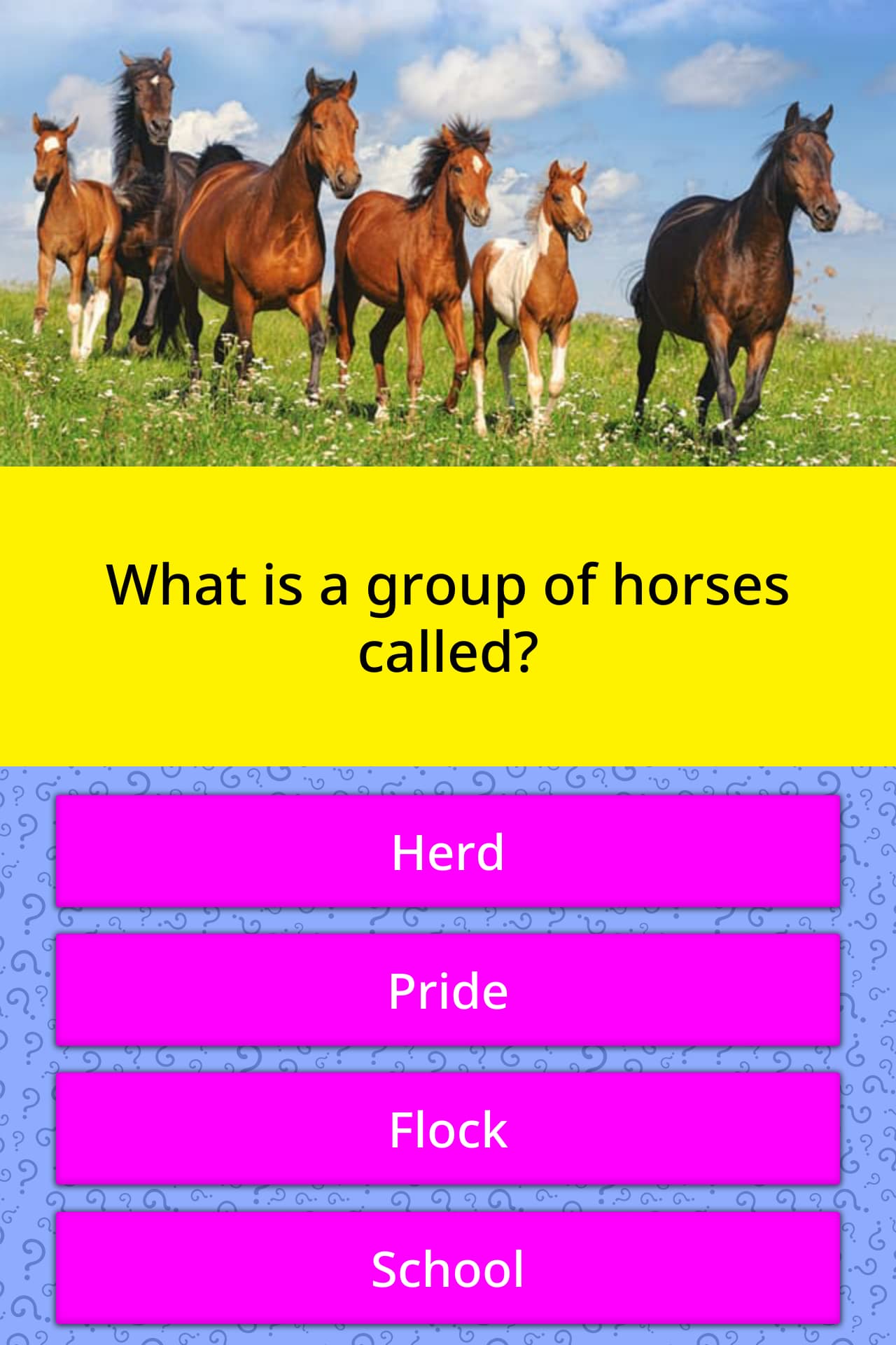 what-is-a-group-of-horses-called-trivia-questions-quizzclub