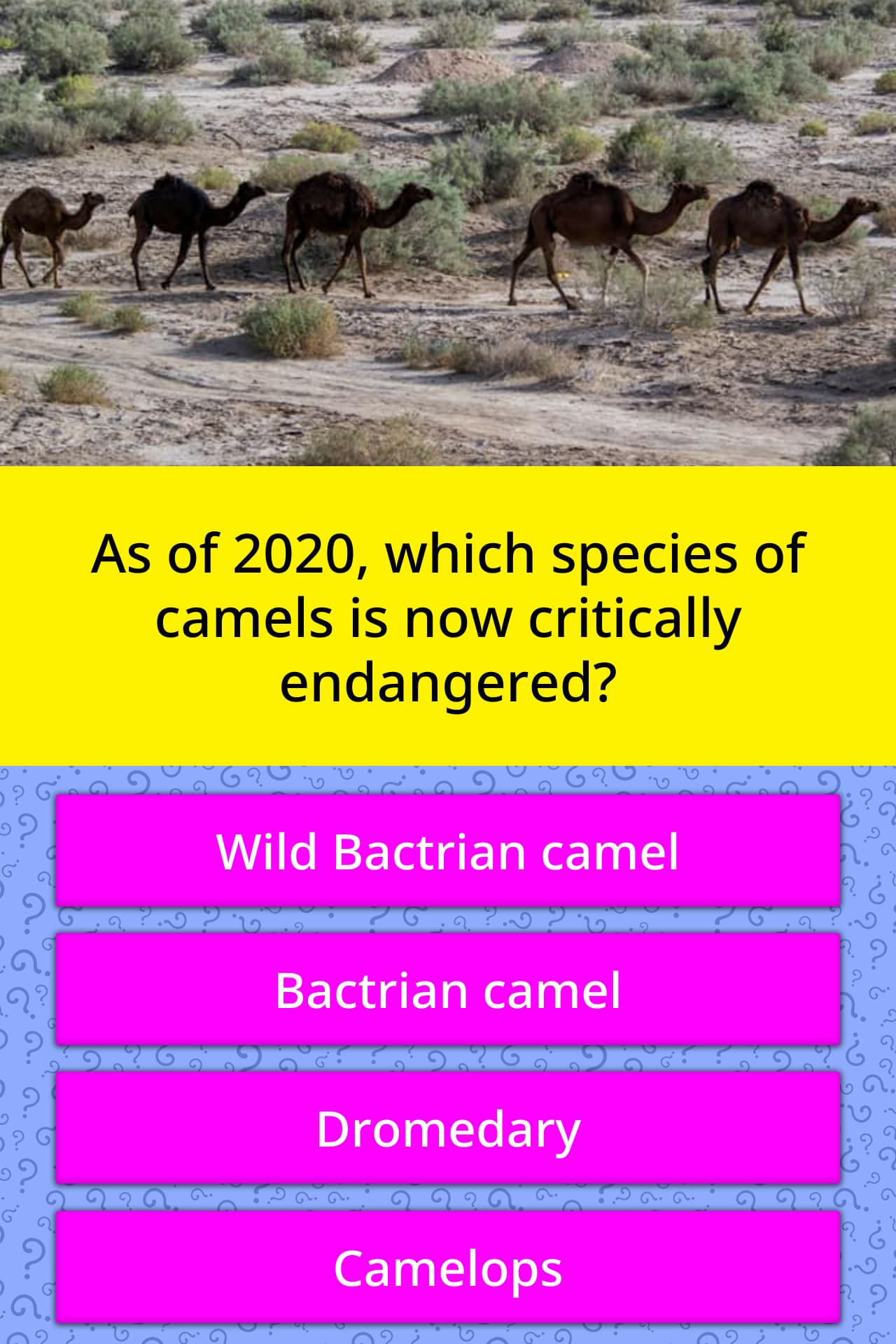 As of 2020, which species of camels... | Trivia Questions | QuizzClub