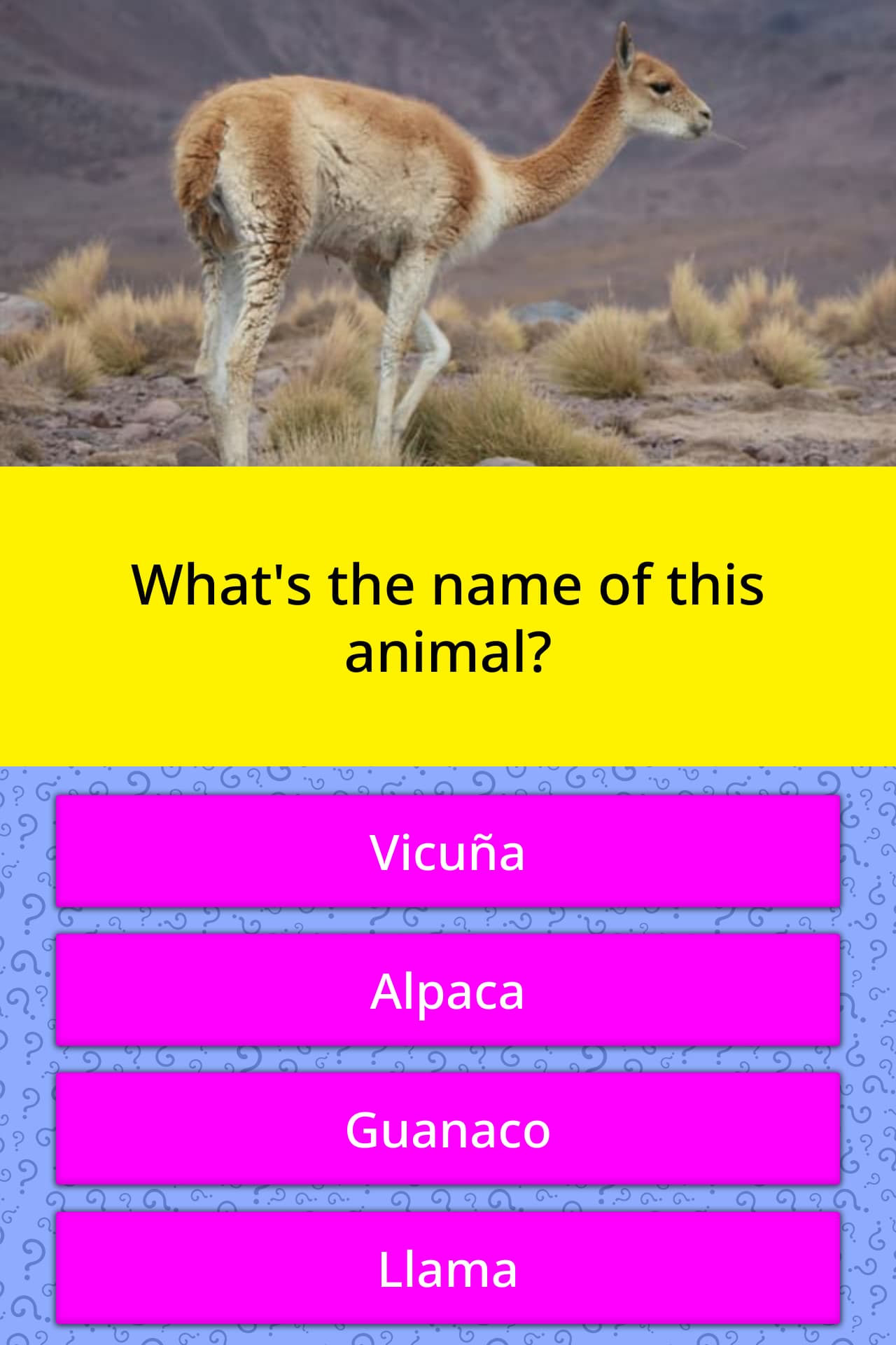 what-s-the-name-of-this-animal-trivia-answers-quizzclub