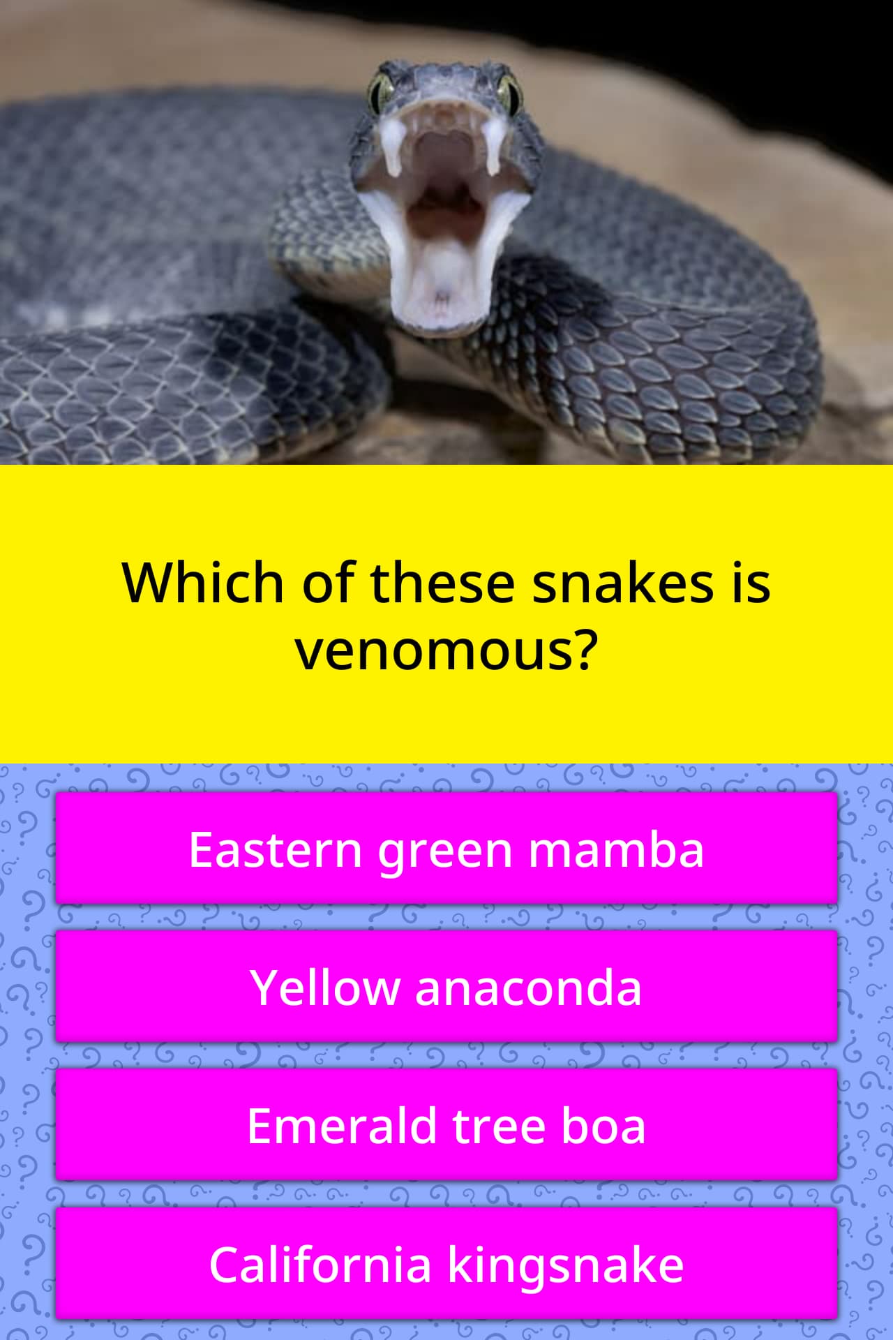 Your Guide To The Six Venomous Snakes In Georgia 13wmaz Com - Riset